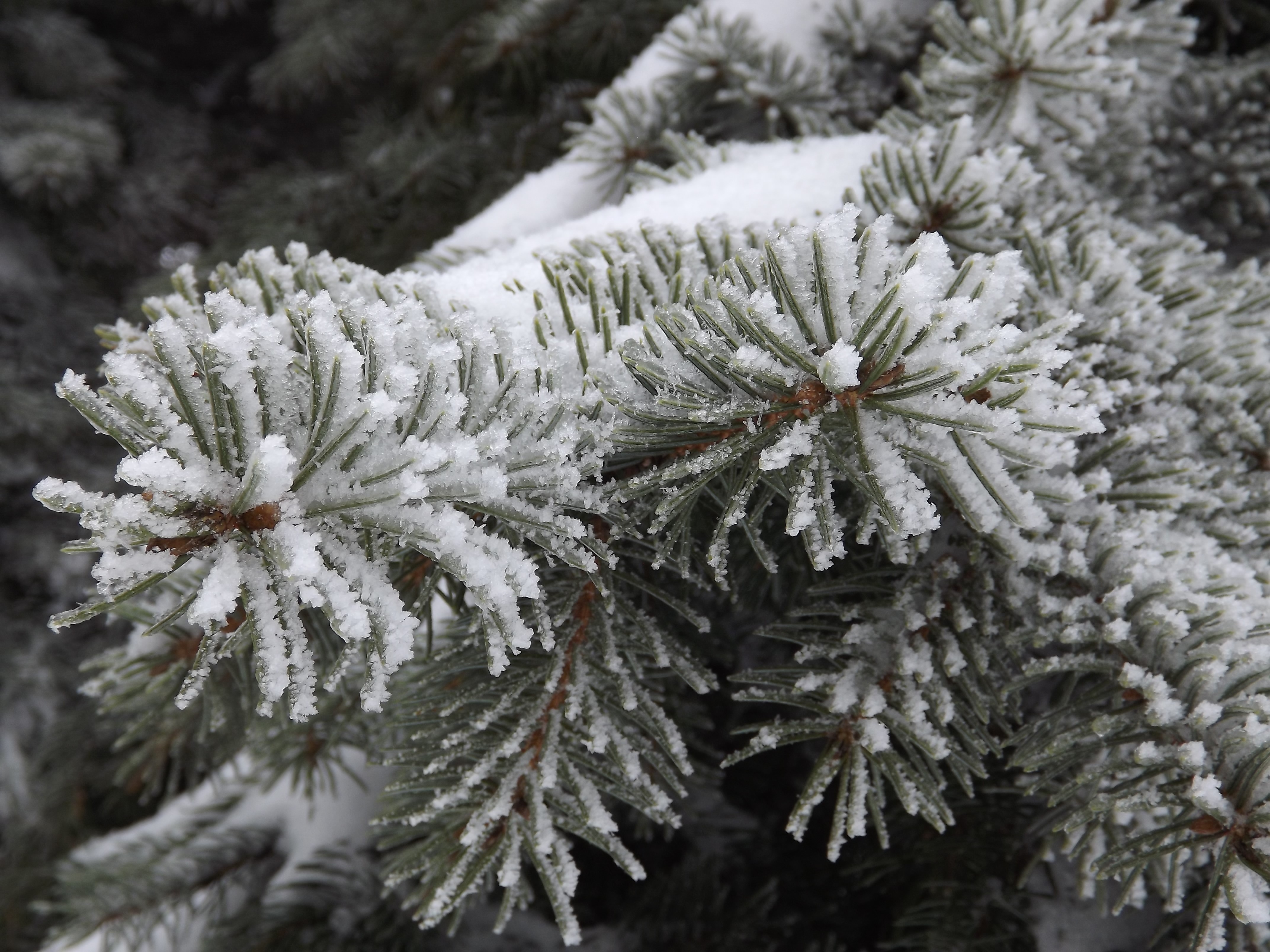 Winter 4k Close Up Wallpapers - Wallpaper Cave