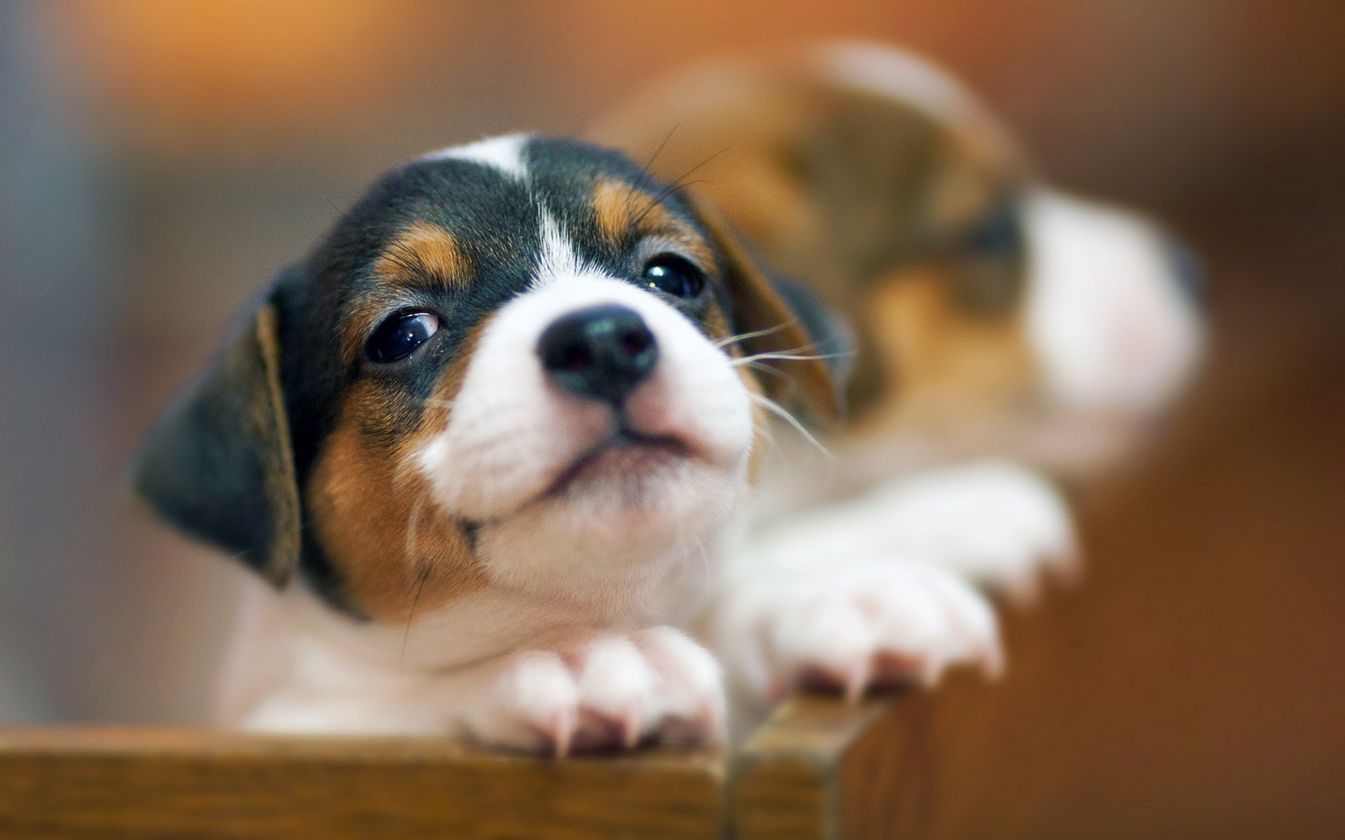 Dog HD Wallpaper and Background