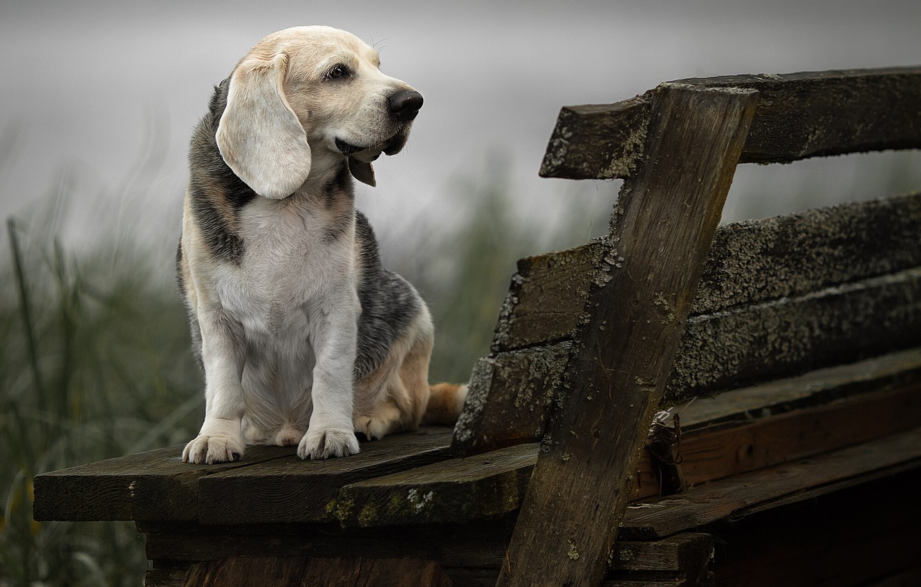 Wallpaper animal, dog, profile, bench, dog image for desktop, section собаки