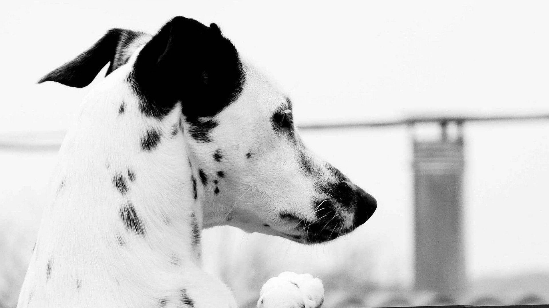 Wallpaper face dalmatian spotted profile dog. Dalmatian dogs, Dalmatian, Dog wallpaper