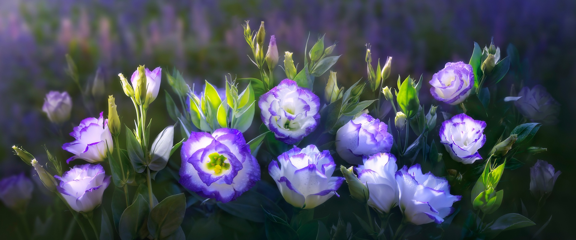 Picture Flowers prairie gentian 1920x800