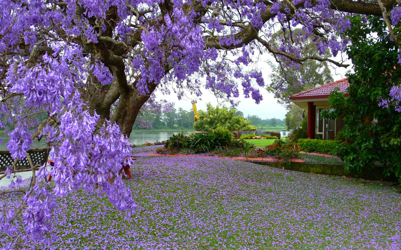 Tree With Purple Flowers House River Flowers Spring Landscape Wallpaper HD, Wallpaper13.com