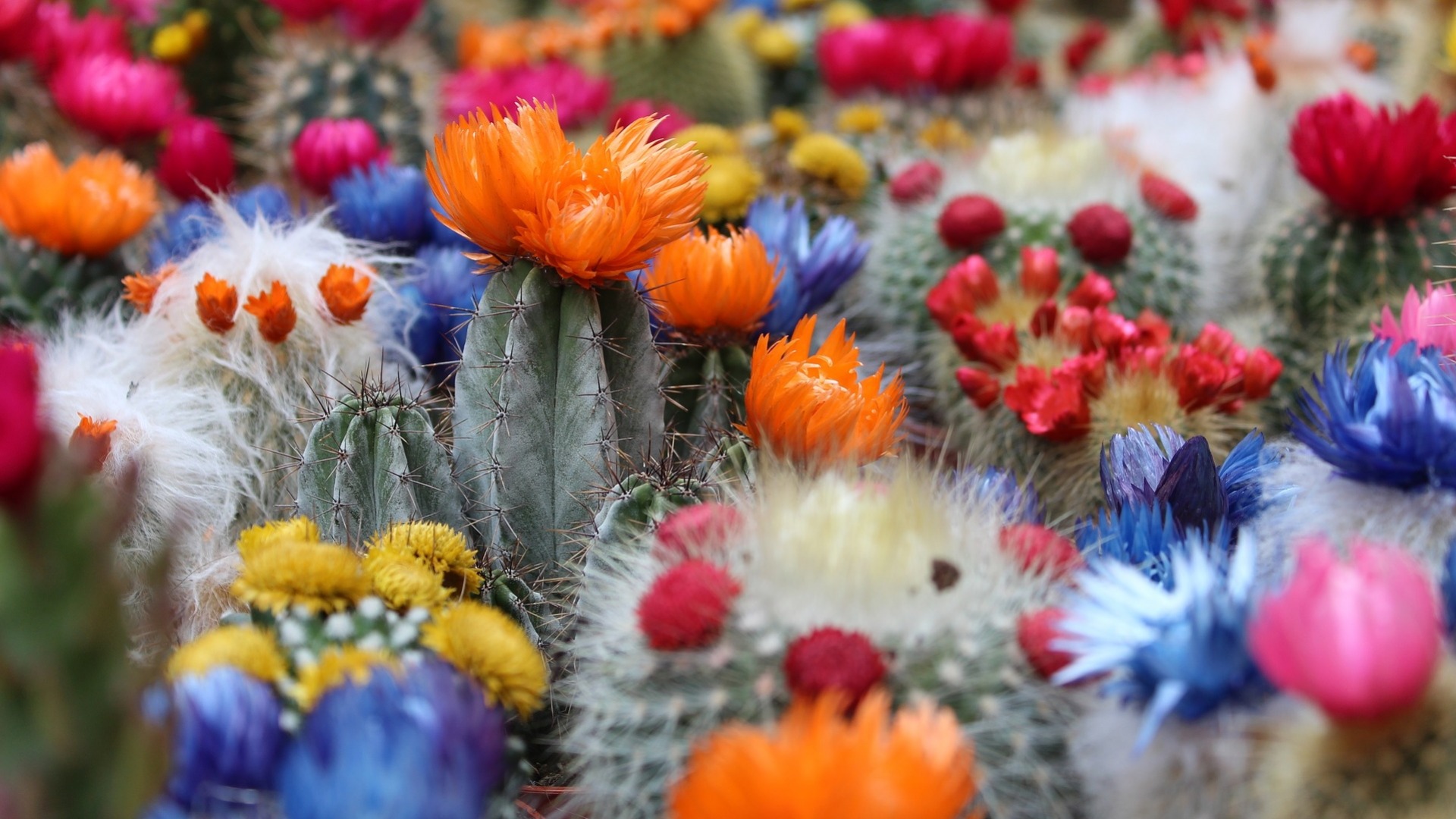 Cactus HD, Flower, Spring Gallery HD Wallpaper