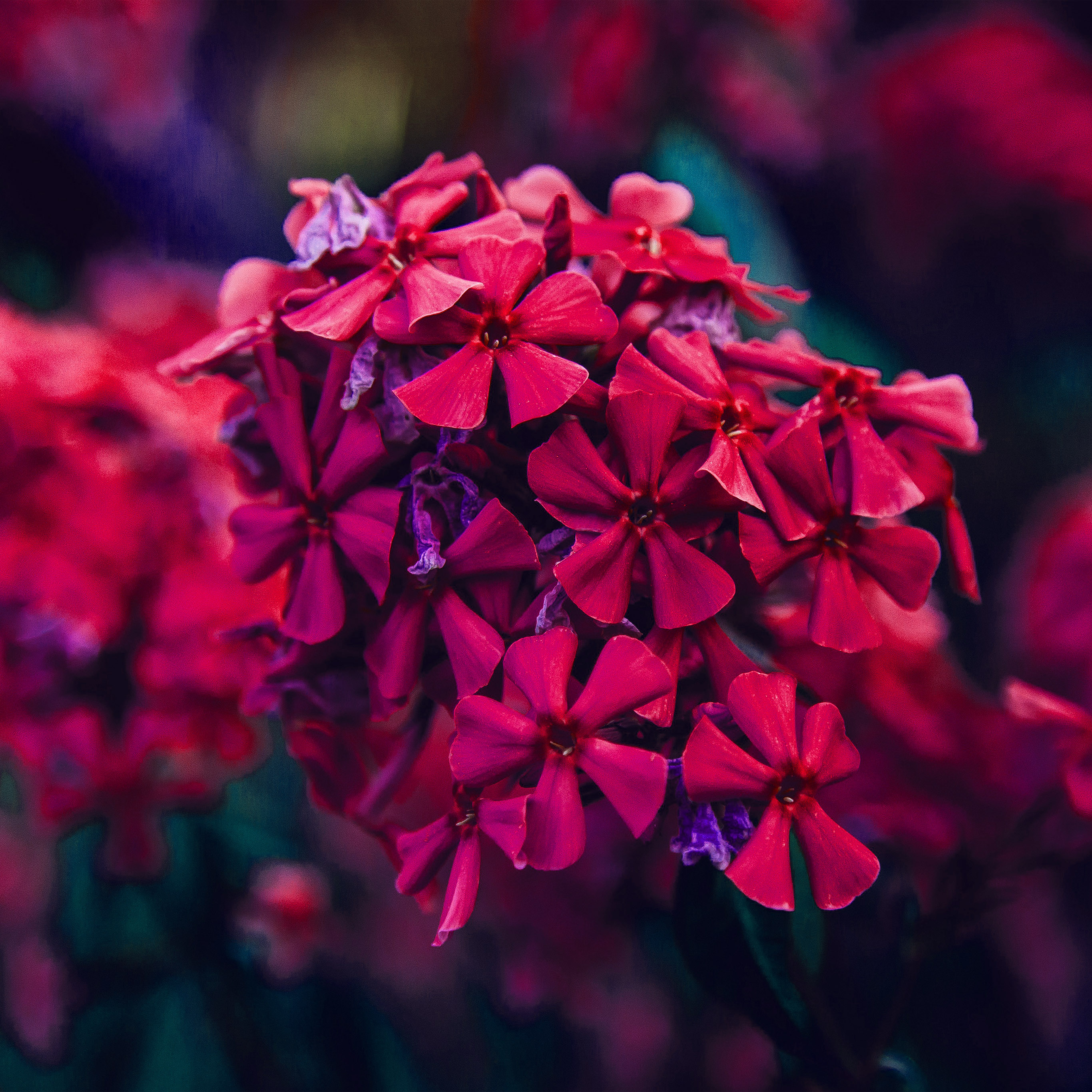Nature Flower Red Blossom