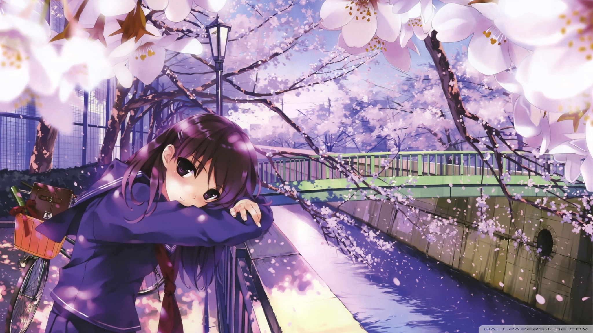 Sakura Spring Ultra HD Desktop Background Wallpaper for 4K UHD TV, Multi Display, Dual Monitor, Tablet