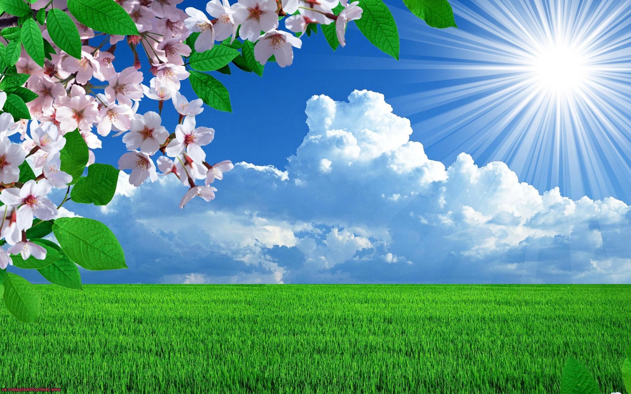 Spring Flower Landscape Wallpaper Free Spring Flower Landscape Background