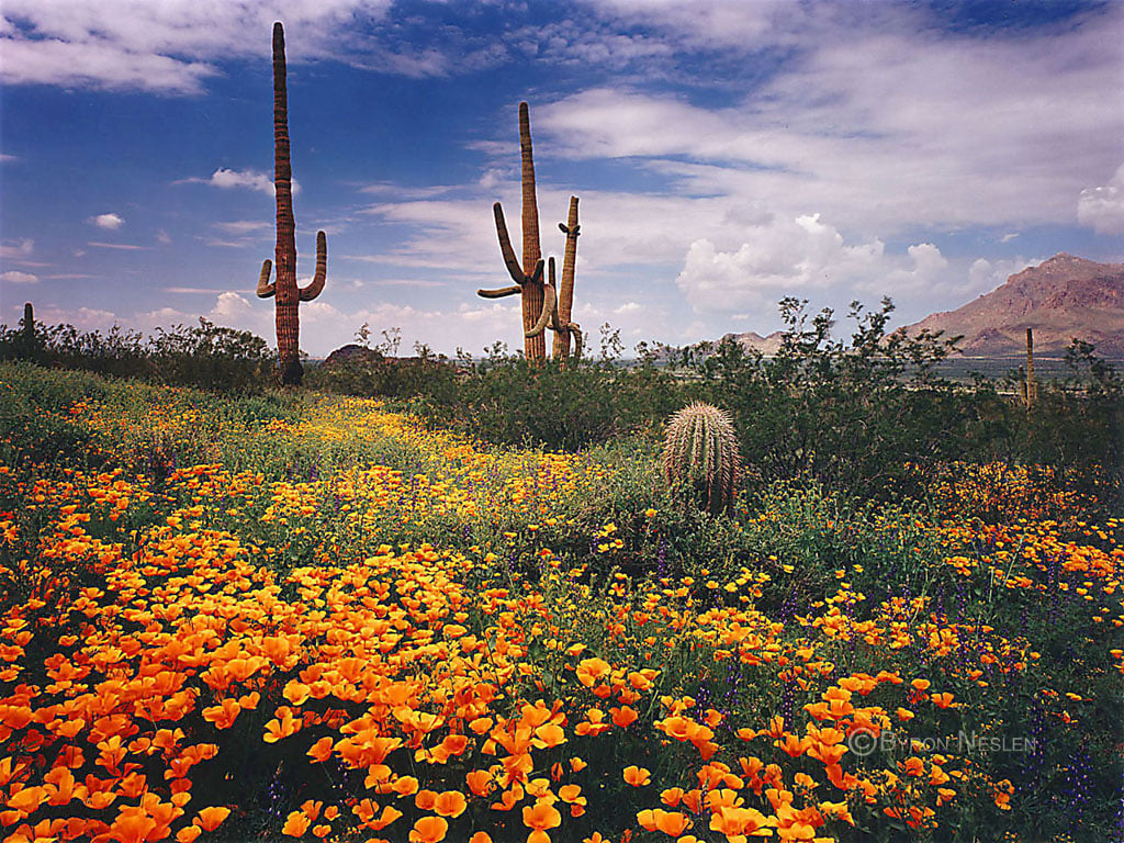 Spring in the Desert Wallpaper