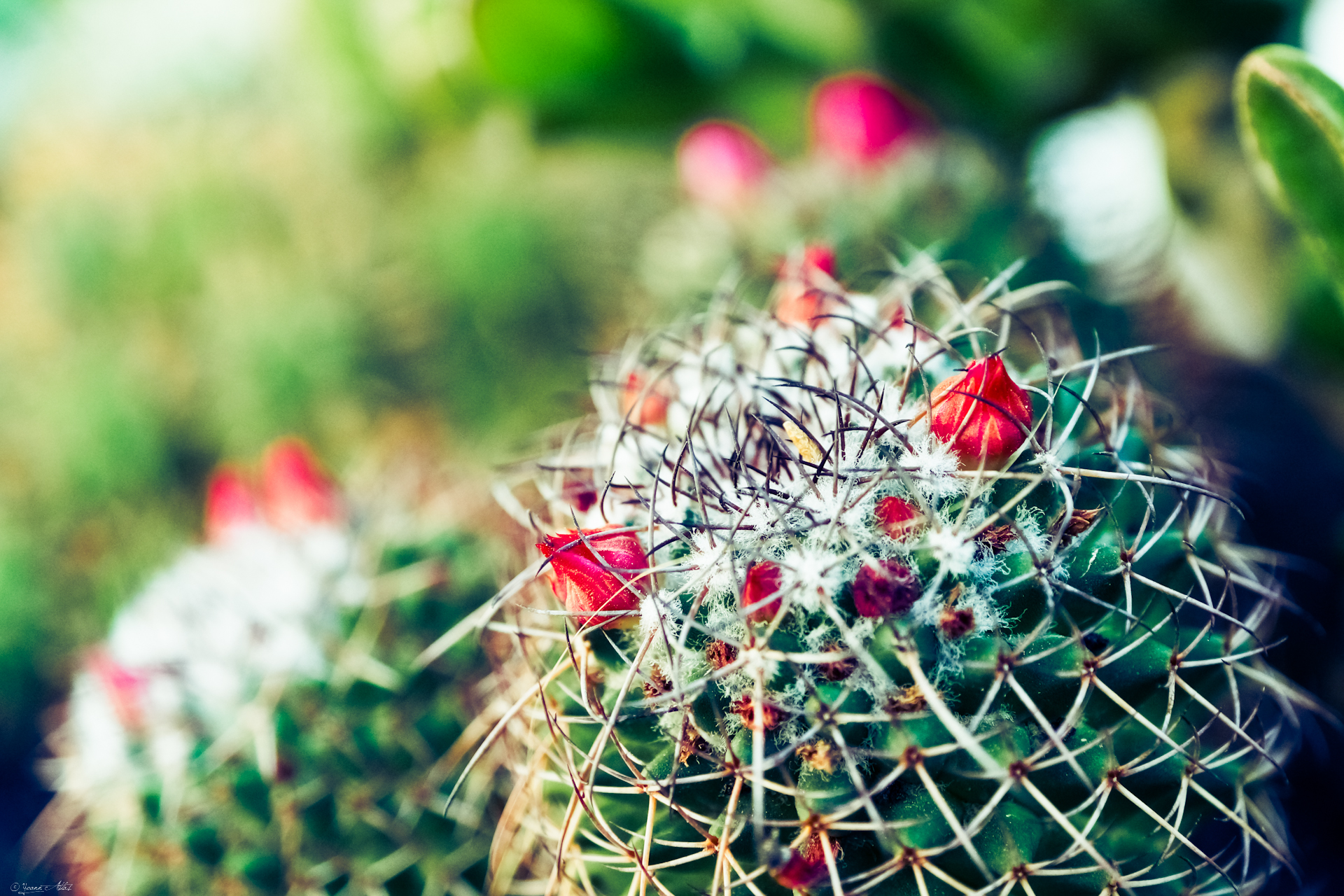 Cactus HD Wallpaper