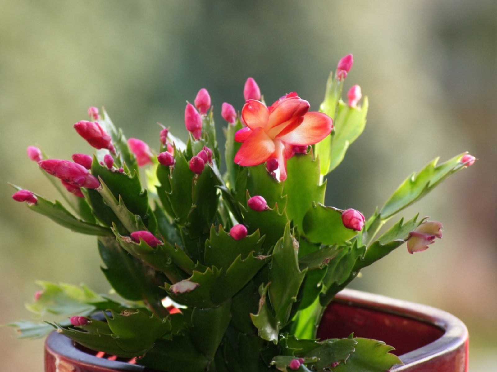 Holiday Cactus Differences Christmas Thanksgiving And Easter Cactus