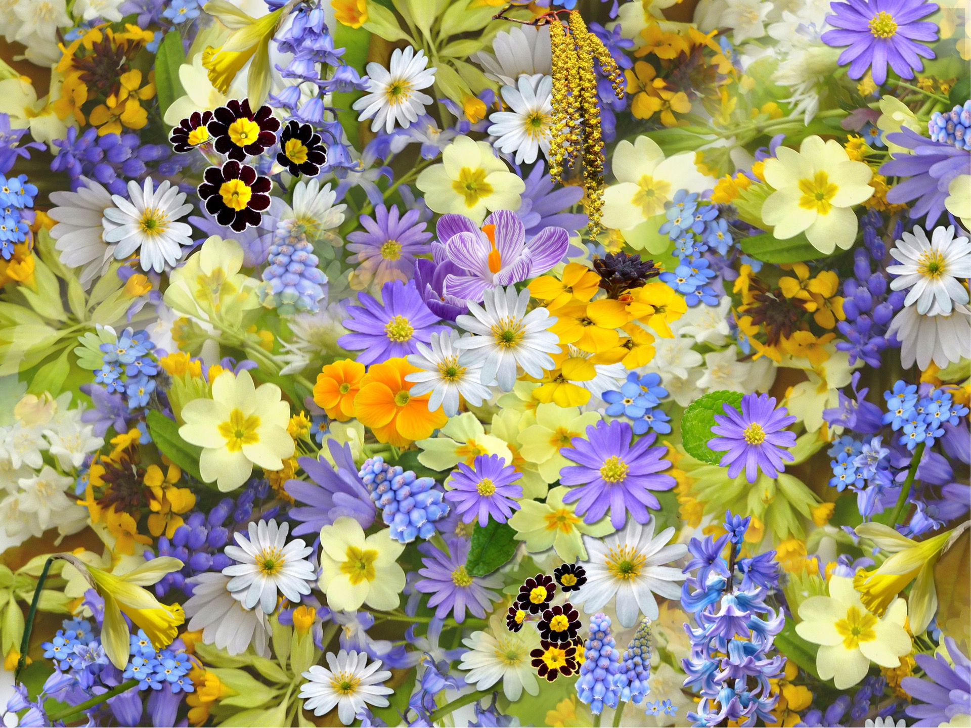 Spring Flowers Flowers Collage Floral 68507
