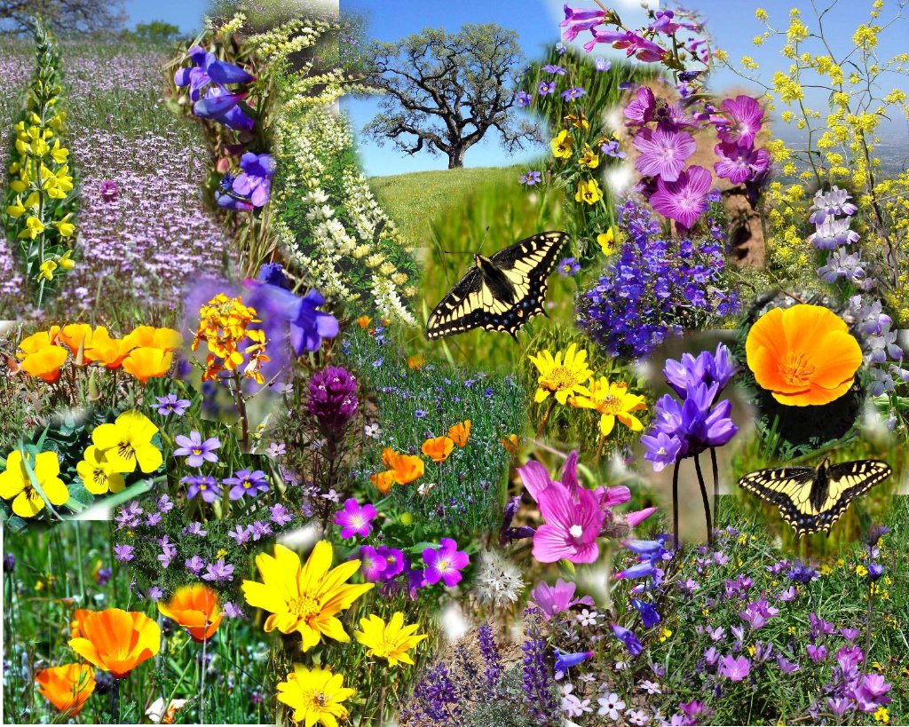 Free download spring flowers collage [1024x819] for your Desktop, Mobile & Tablet. Explore Free Wallpaper Spring Scenes. Free Desktop Wallpaper Spring Scenes, Spring Scenes Wallpaper, Wallpaper Spring Nature Scenes