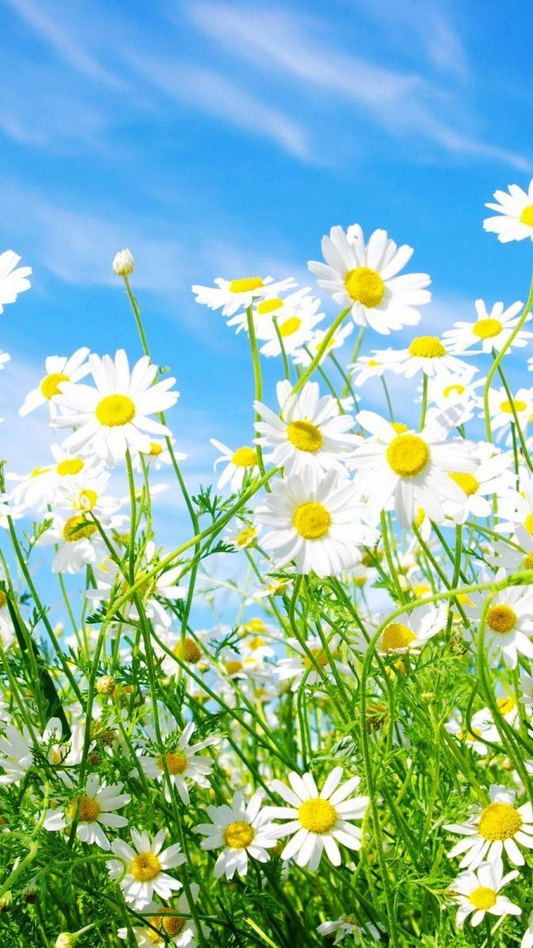 Download Bright Daisies Spring iPhone Wallpaper