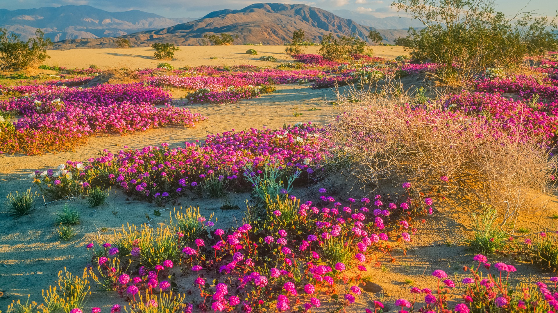 Spring Wildflowers In Anza Borrego Desert State Park, California, USA. Windows 10 Spotlight Image