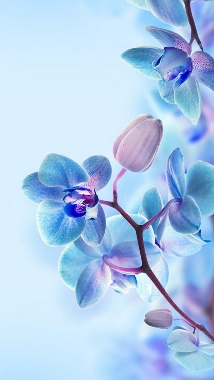 blue and purple flowers, blue background, floral phone wallpaper, spring background. Orchid wallpaper, Spring wallpaper, Flower wallpaper