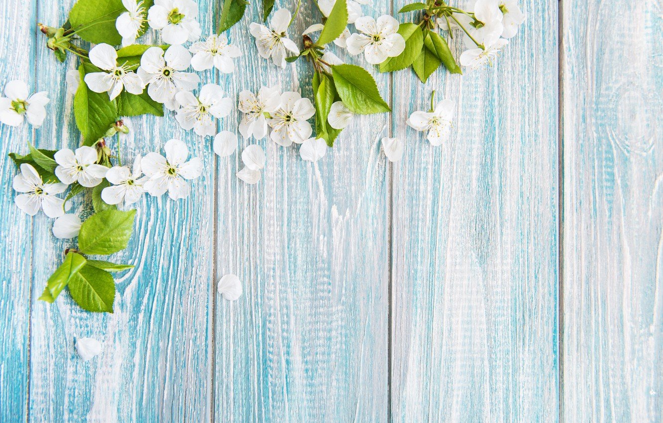 Wallpaper flowers, cherry, background, blue, spring, wood image for desktop, section цветы