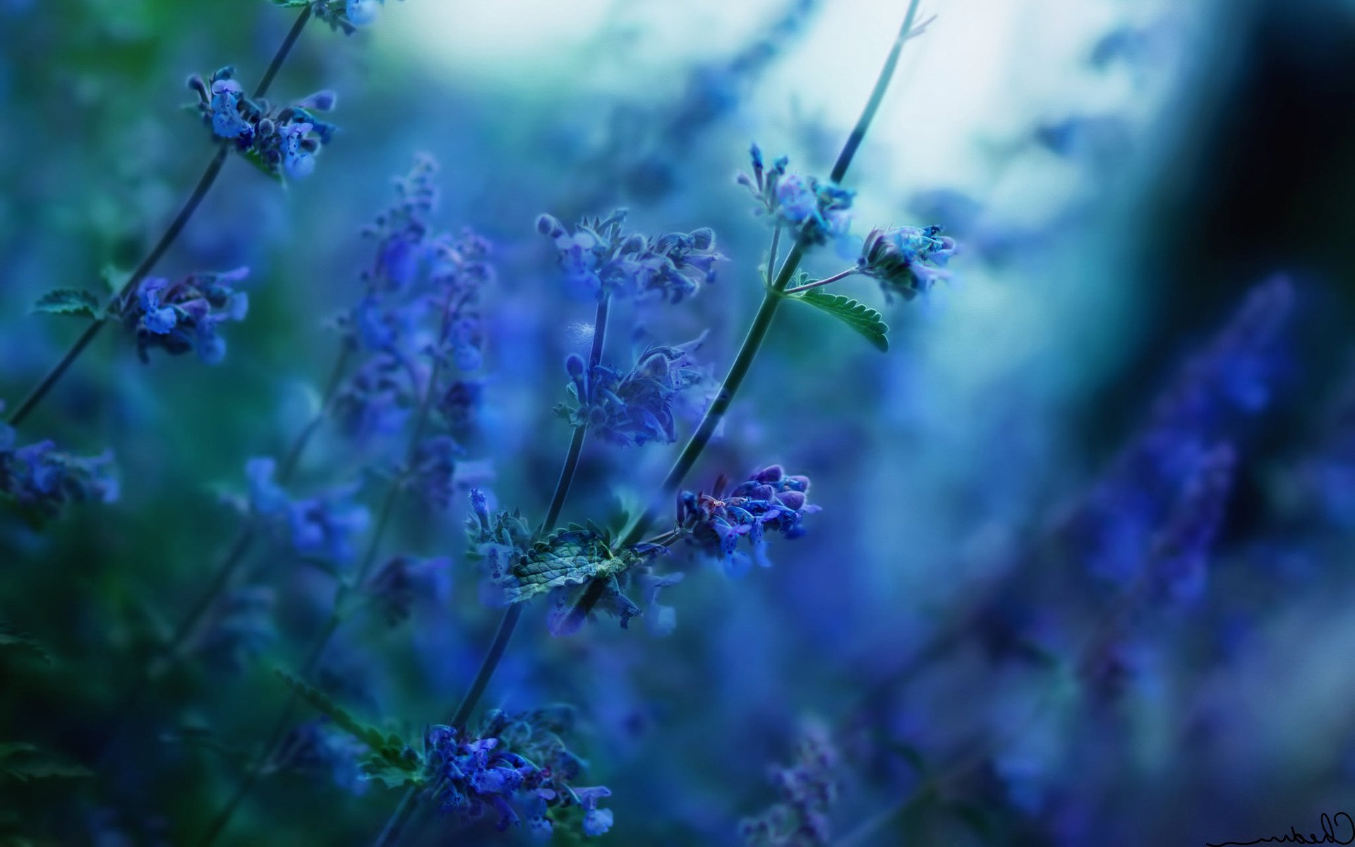 flowers, Nature, Depth Of Field, Sunlight, Blurred, Blue Flowers Wallpaper HD / Desktop and Mobile Background