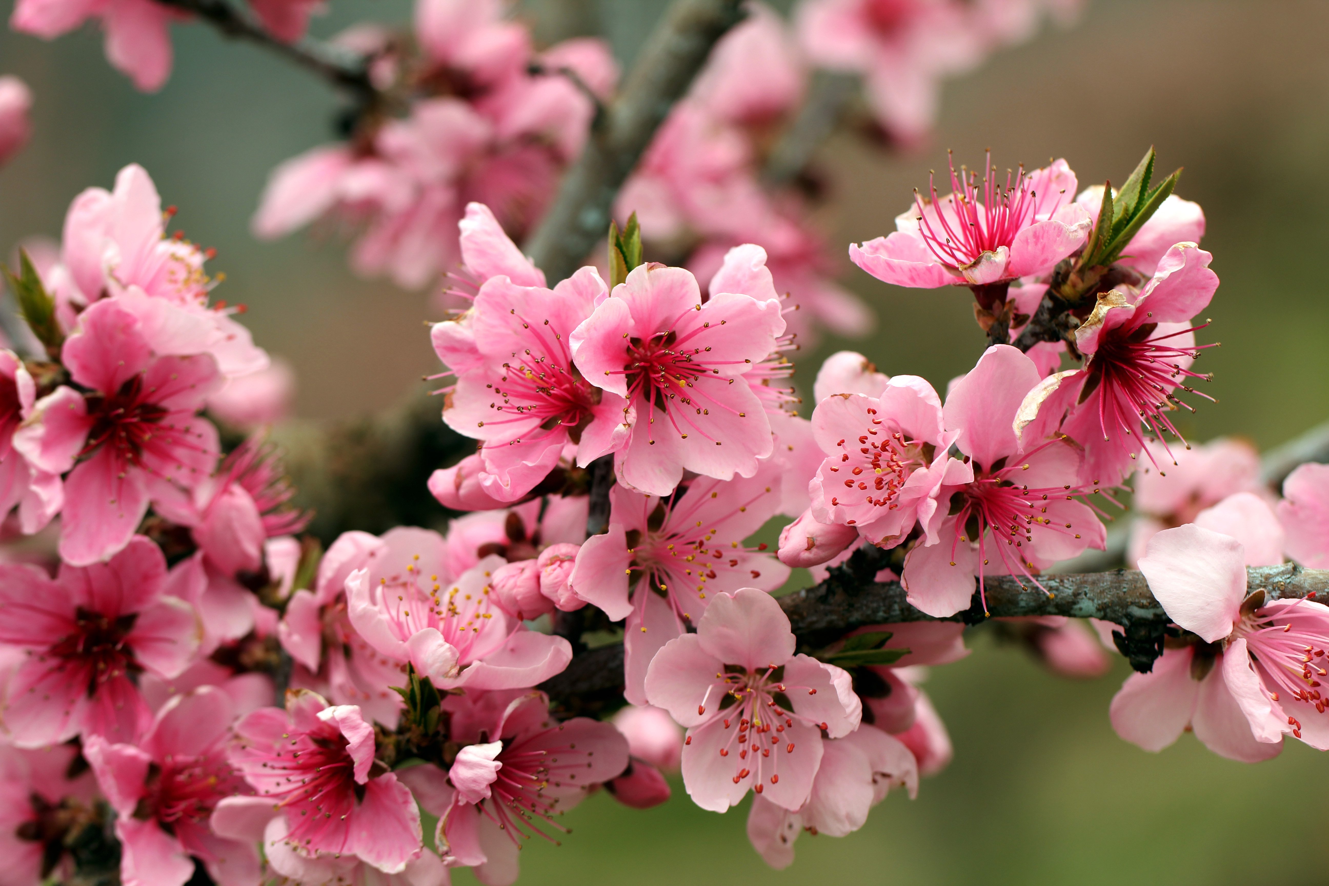 apple, Tree, Bright, Spring, Pink, Flowers, Petals, Blossoms, Tender Wallpaper HD / Desktop and Mobile Background