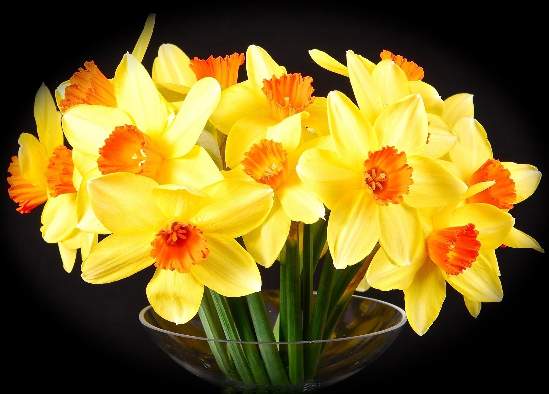 Wallpaper, daffodils, flowers, spring, bright, yellow, cup 1850x1330