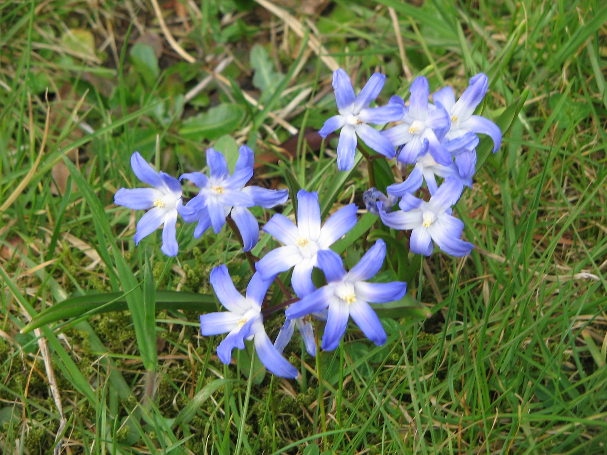 Little Blue Flowers of Spring