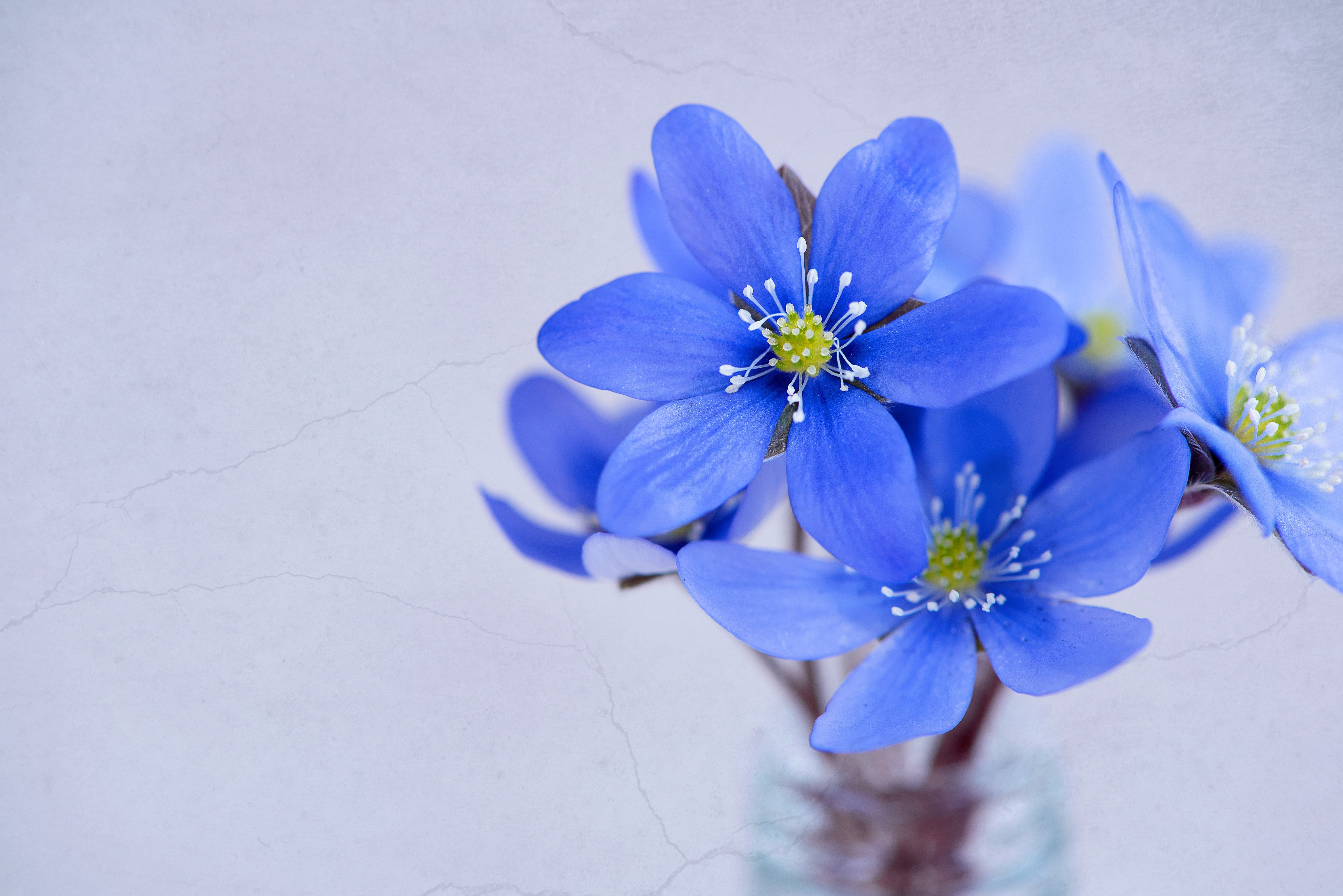 Free Image, blossom, petal, flora, blue flower, wildflower, flowers, close up, petals, hepatica, early bloomer, spring flower, macro photography, flowering plant, borage family, computer wallpaper 6016x4016