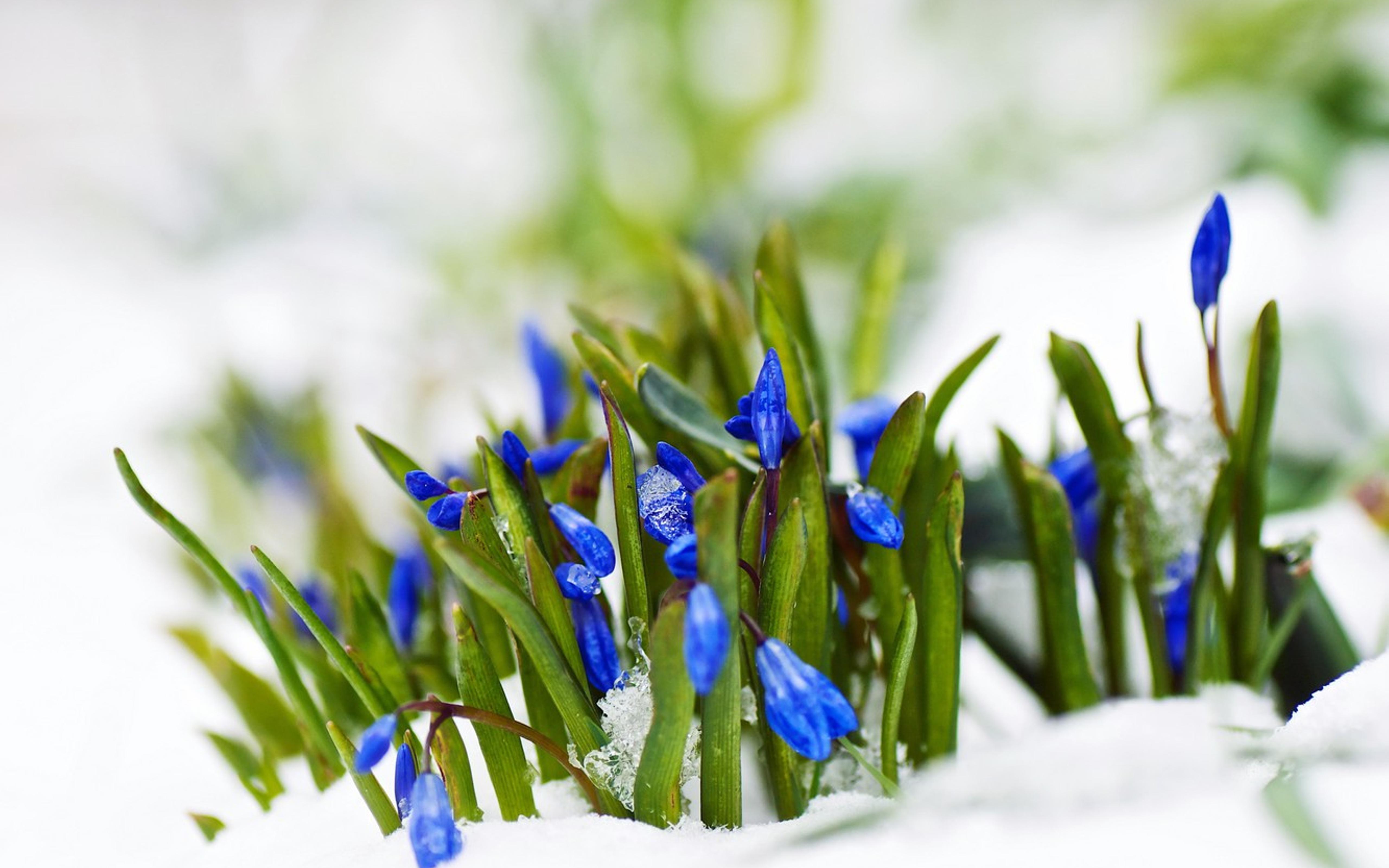 Little blue flowers early Spring season snow on grass