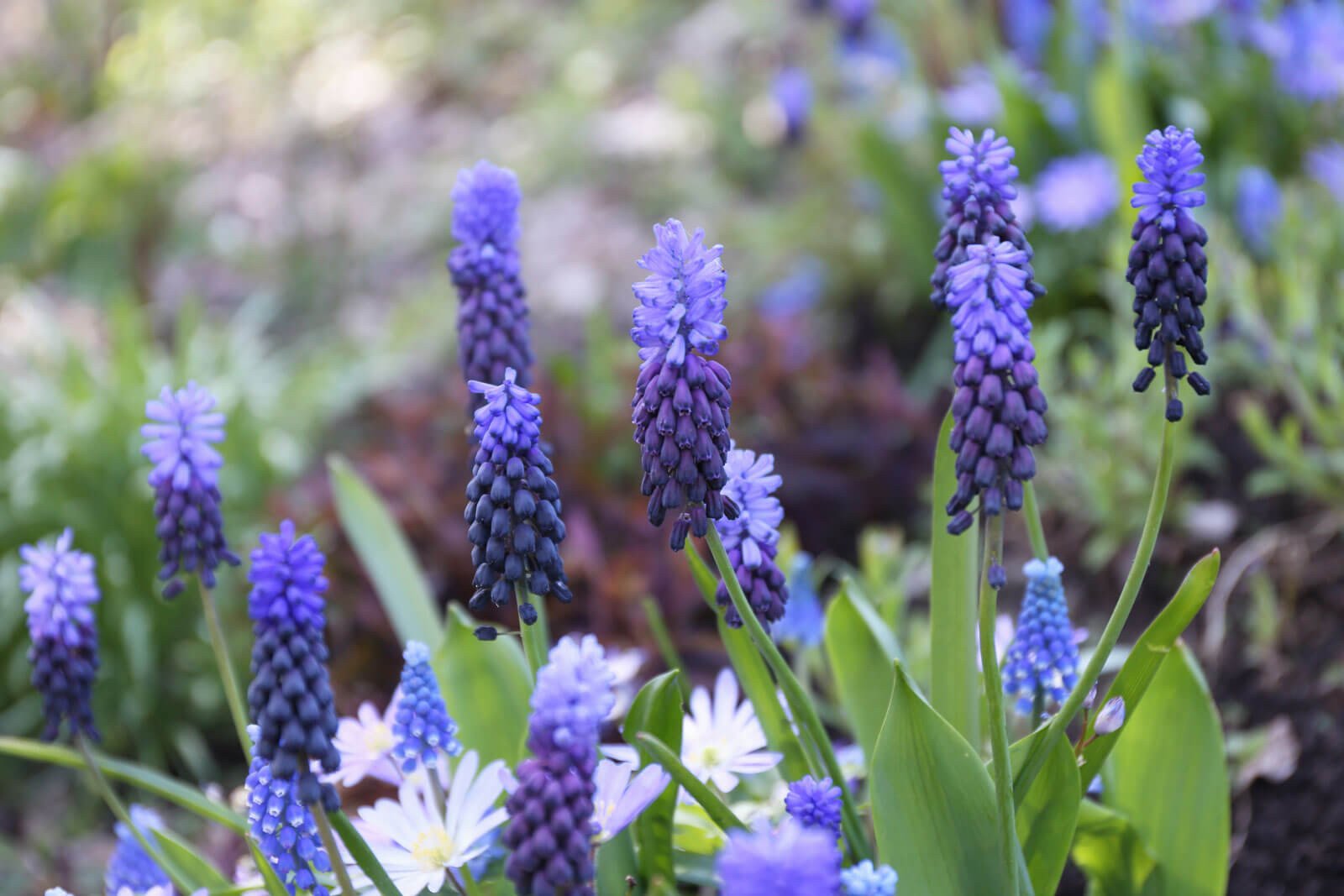 How to Plant a Carpet of Blue Spring Flowers
