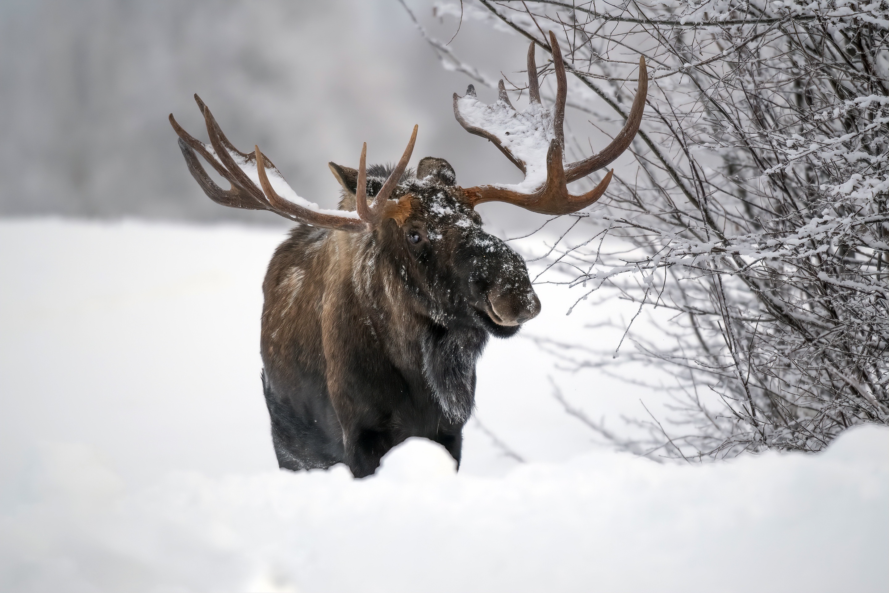 Moose in Deep Snow, Wildlife, Winter, Snow Gallery HD Wallpaper