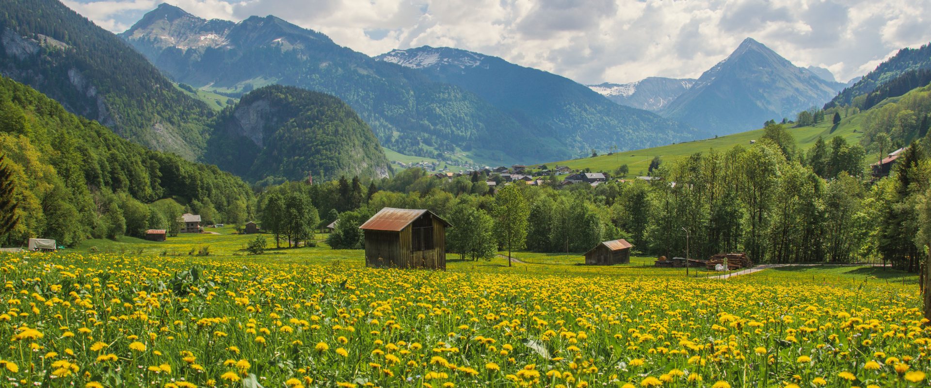 Au. delicate plants and wooden huts in Vorarlberg