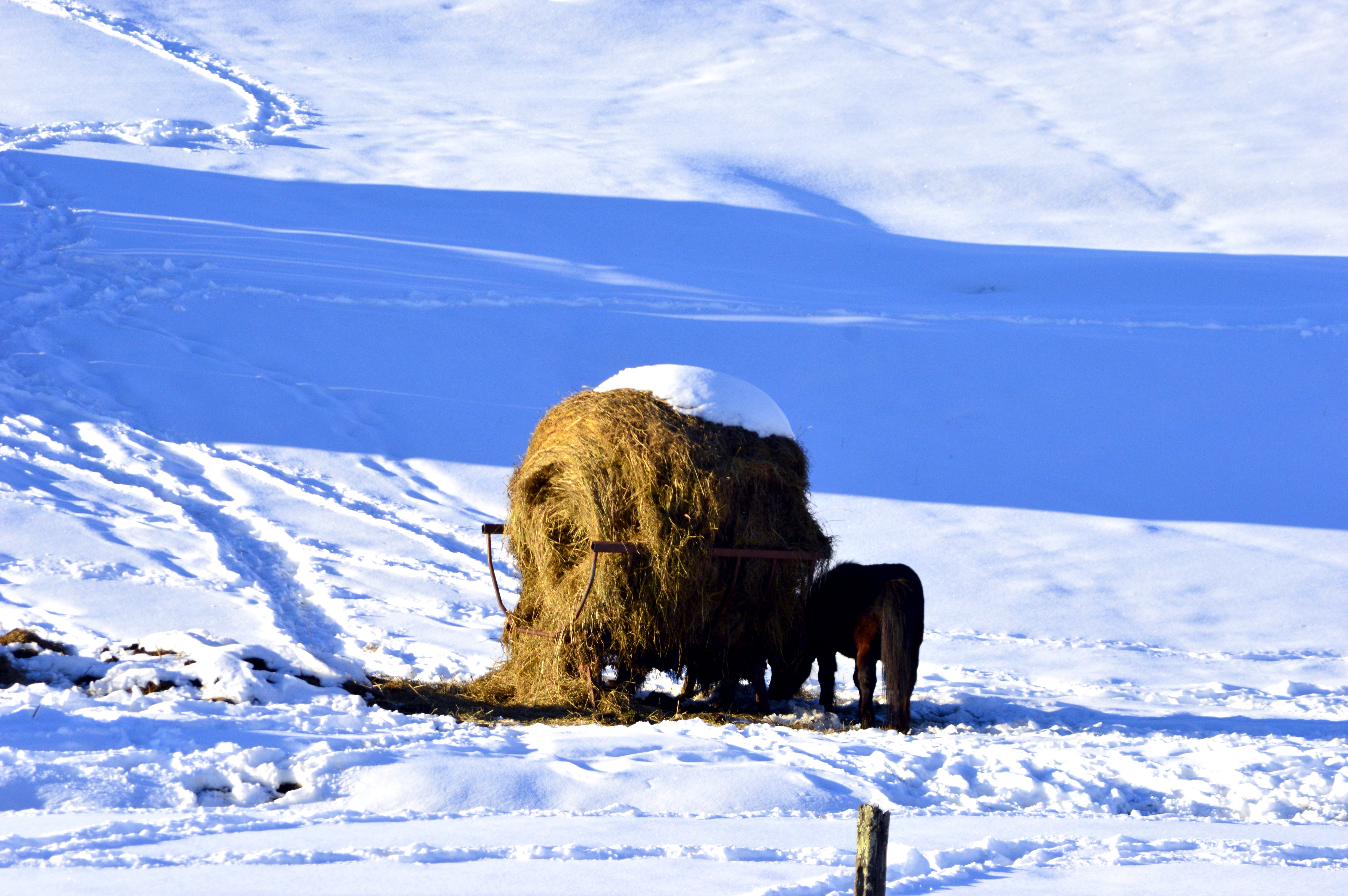 Free Image, nature, snow, winter, farm, countryside, animal, mountain range, feed, horse, weather, stallion, season, polar bear, farmland, hay bale, shadows, pony, bison, tundra, arctic ocean, grizzly bear, cattle like mammal