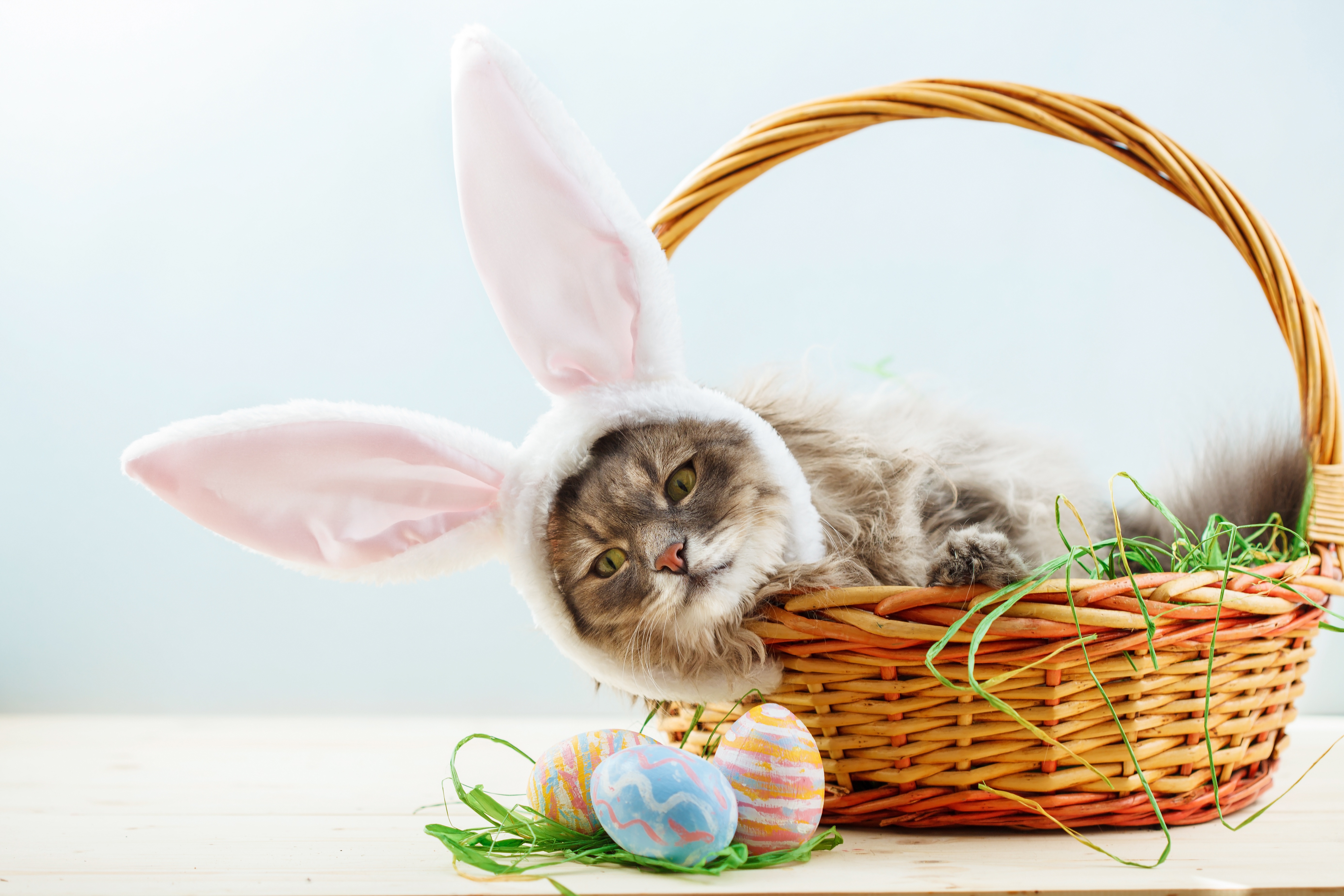 Basket Cat Easter Pet Wallpaper:5542x3695