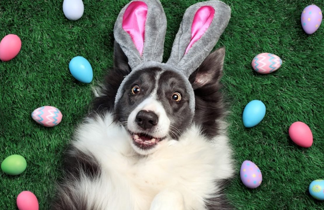 Egg Cellent Ideas For A Dog Friendly Easter. Australian Dog Lover