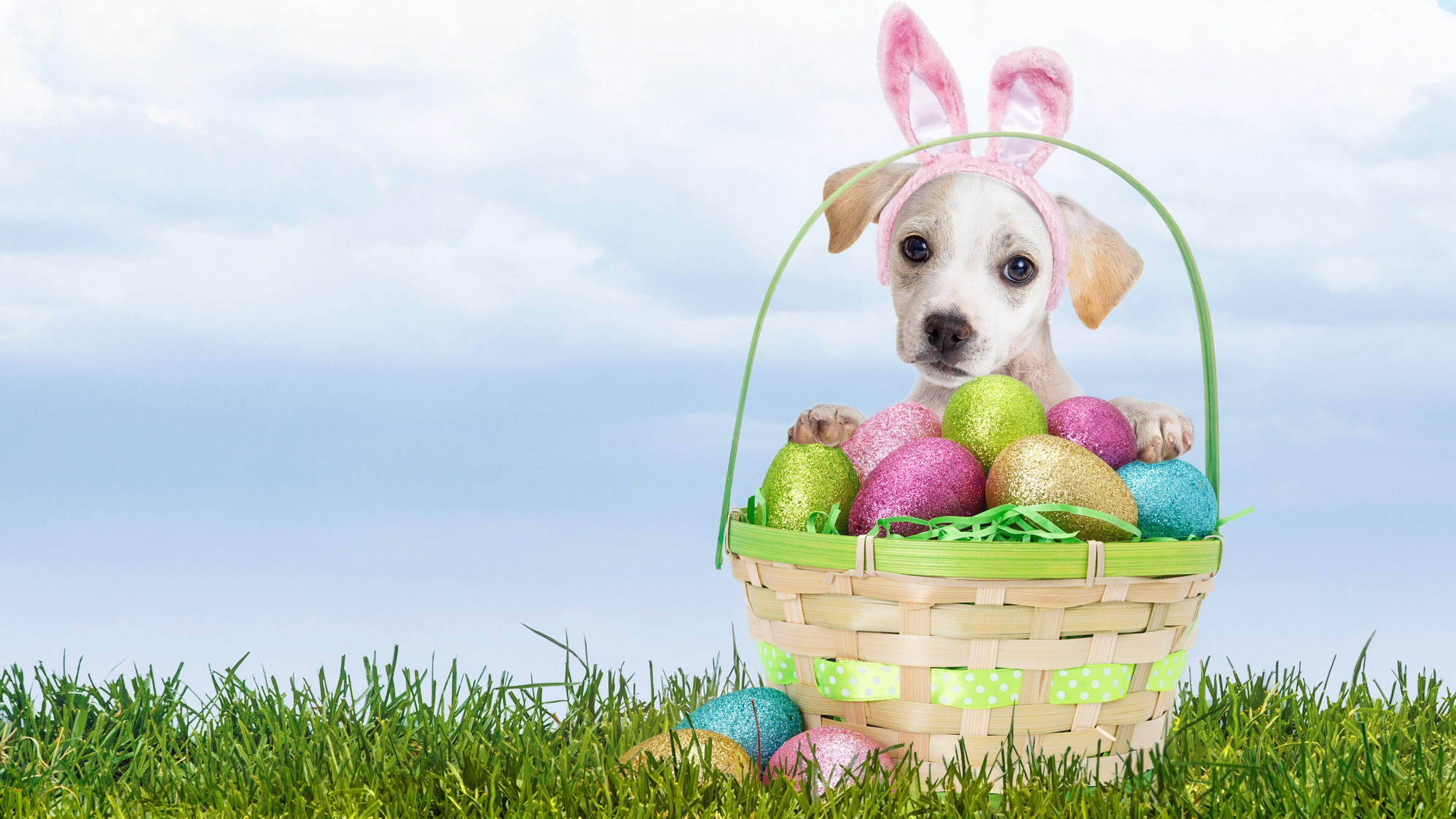 Easter Bunny Picture for Dogs to get your dog's picture taken with the Bunny!