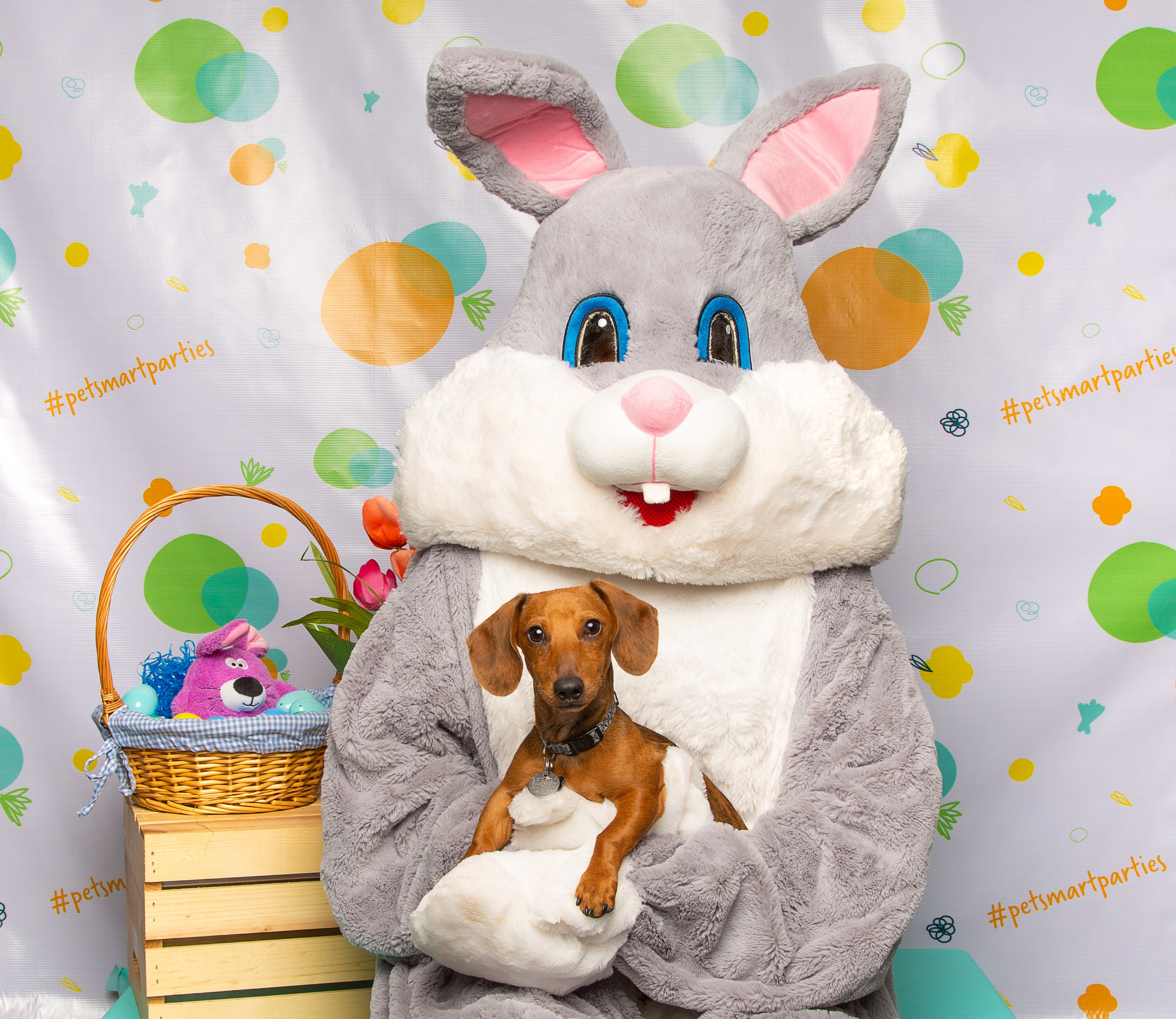 PetSmart Easter photo 2022: When, where, how pets get free picture with Easter Bunny