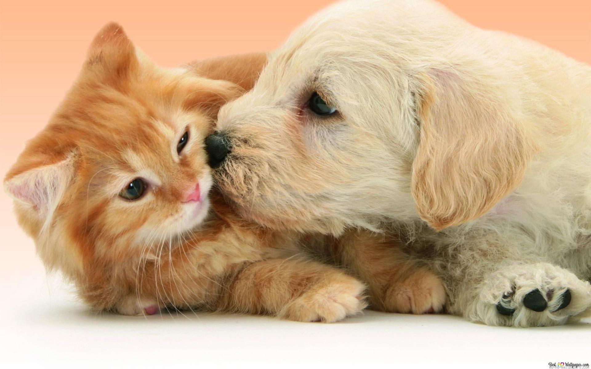Puppy dog kissing cat HD wallpaper download