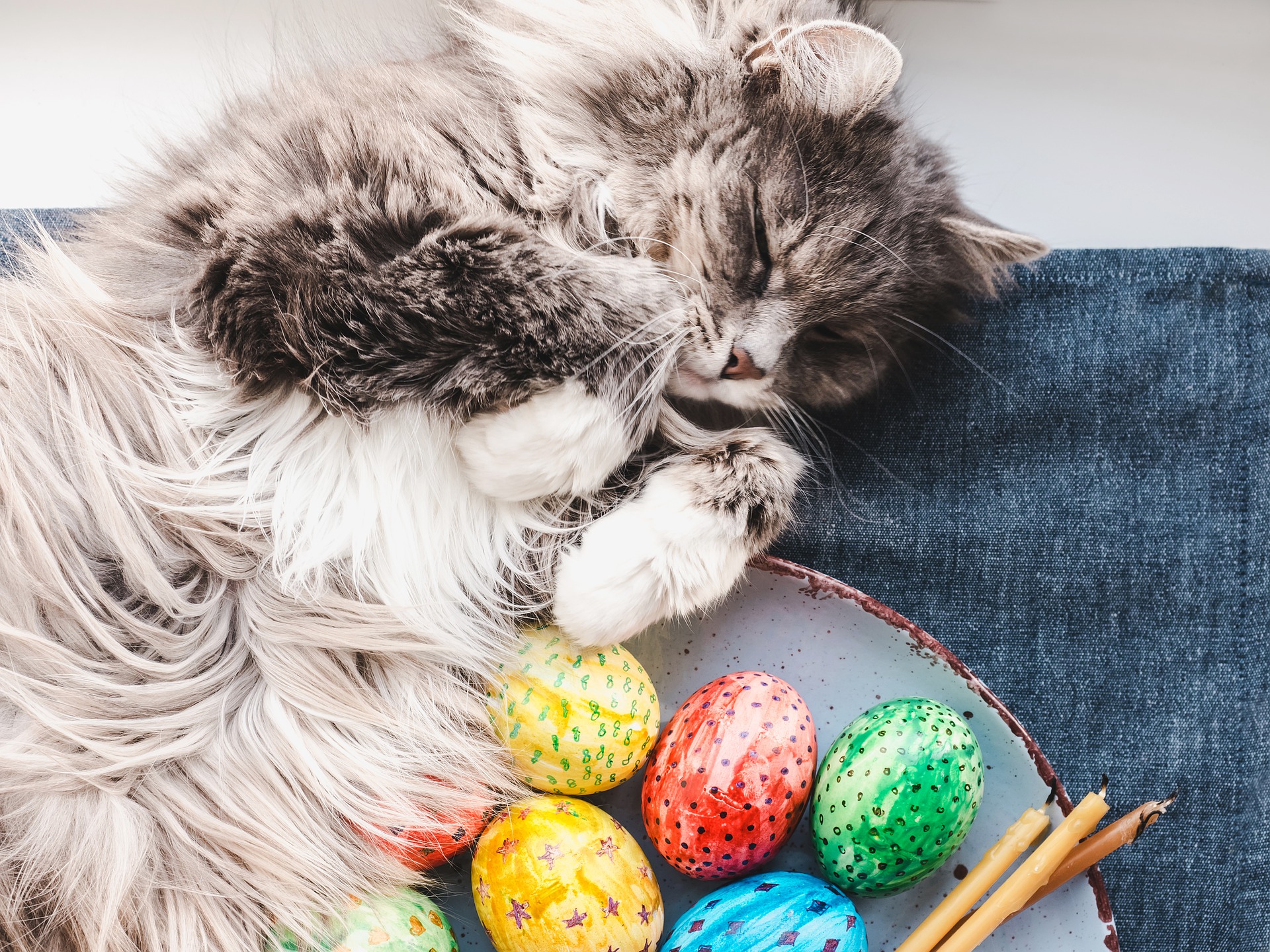 How to Keep Your Dog and Cat Safe From the Easter Bunny