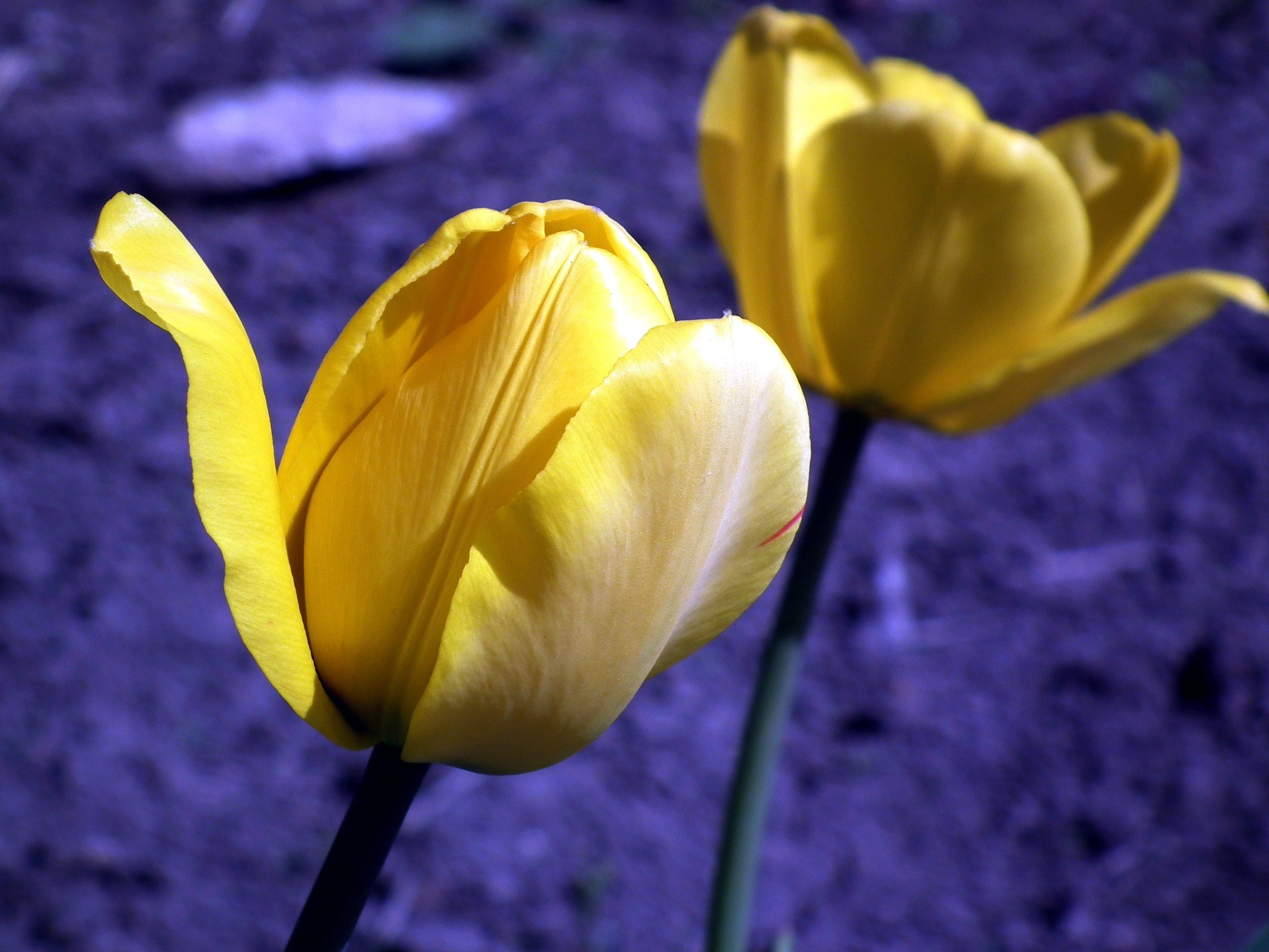 Wallpaper / flower tulip yellow garden flower spring bright 4k wallpaper free download