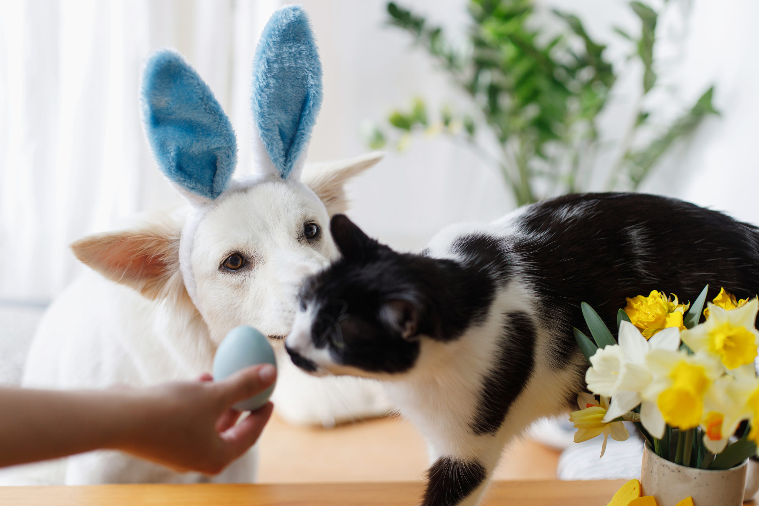 Have a pet friendly Easter in a Van
