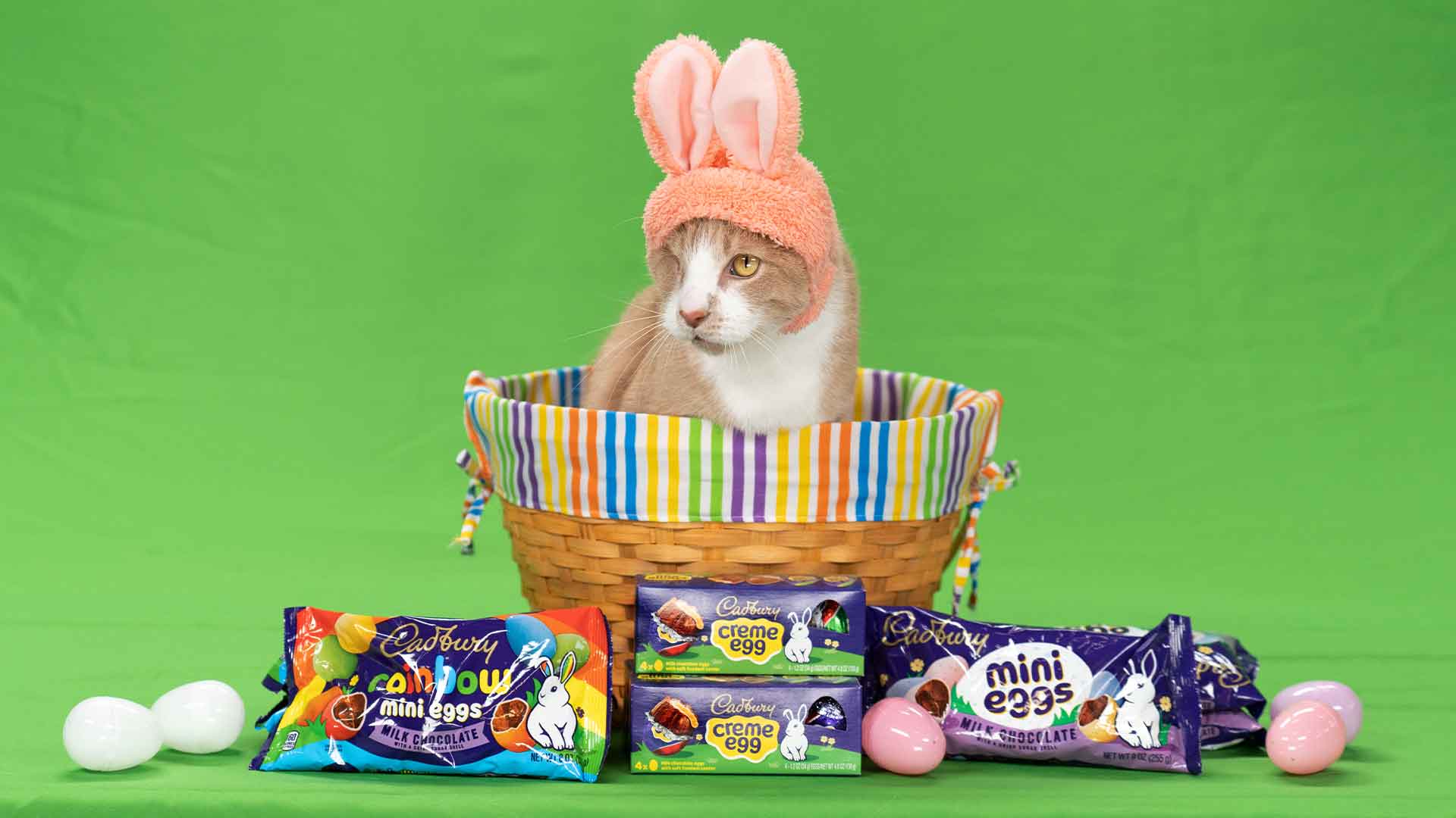 Cadbury announces rescue cat as the winner of Bunny Tryouts