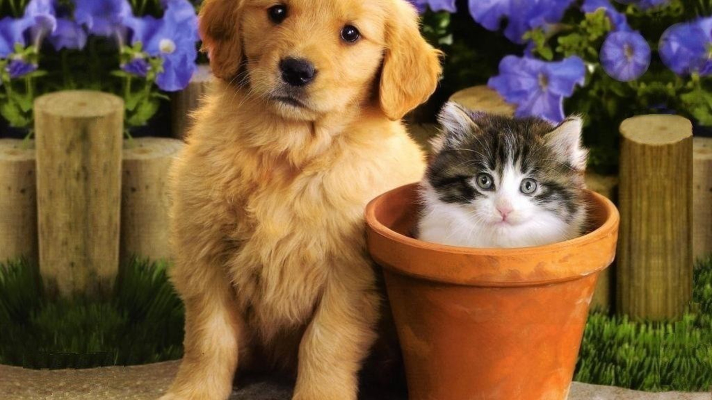 Cute Puppy and Kitten