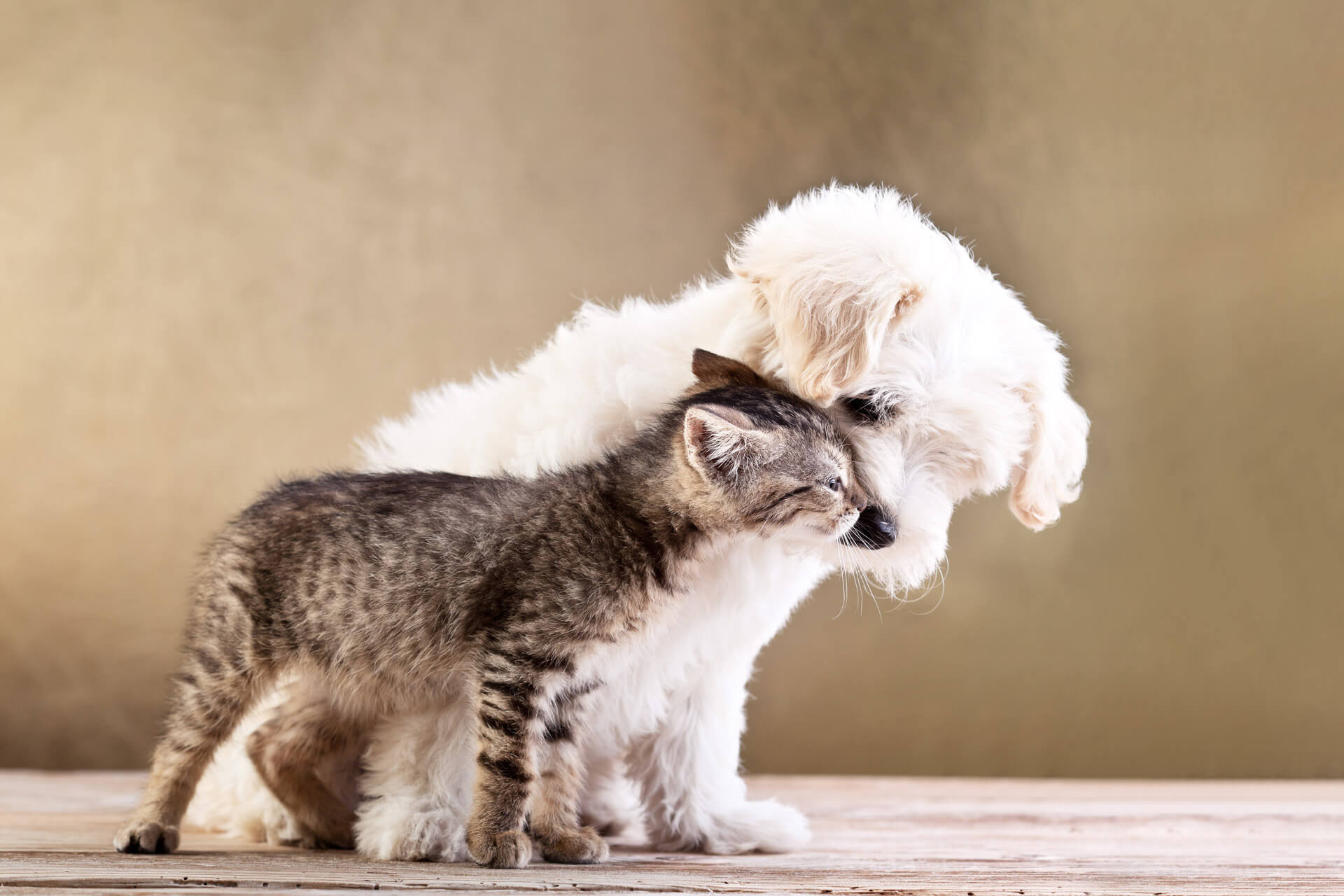 National Love Your Pet Day: How to celebrate it!