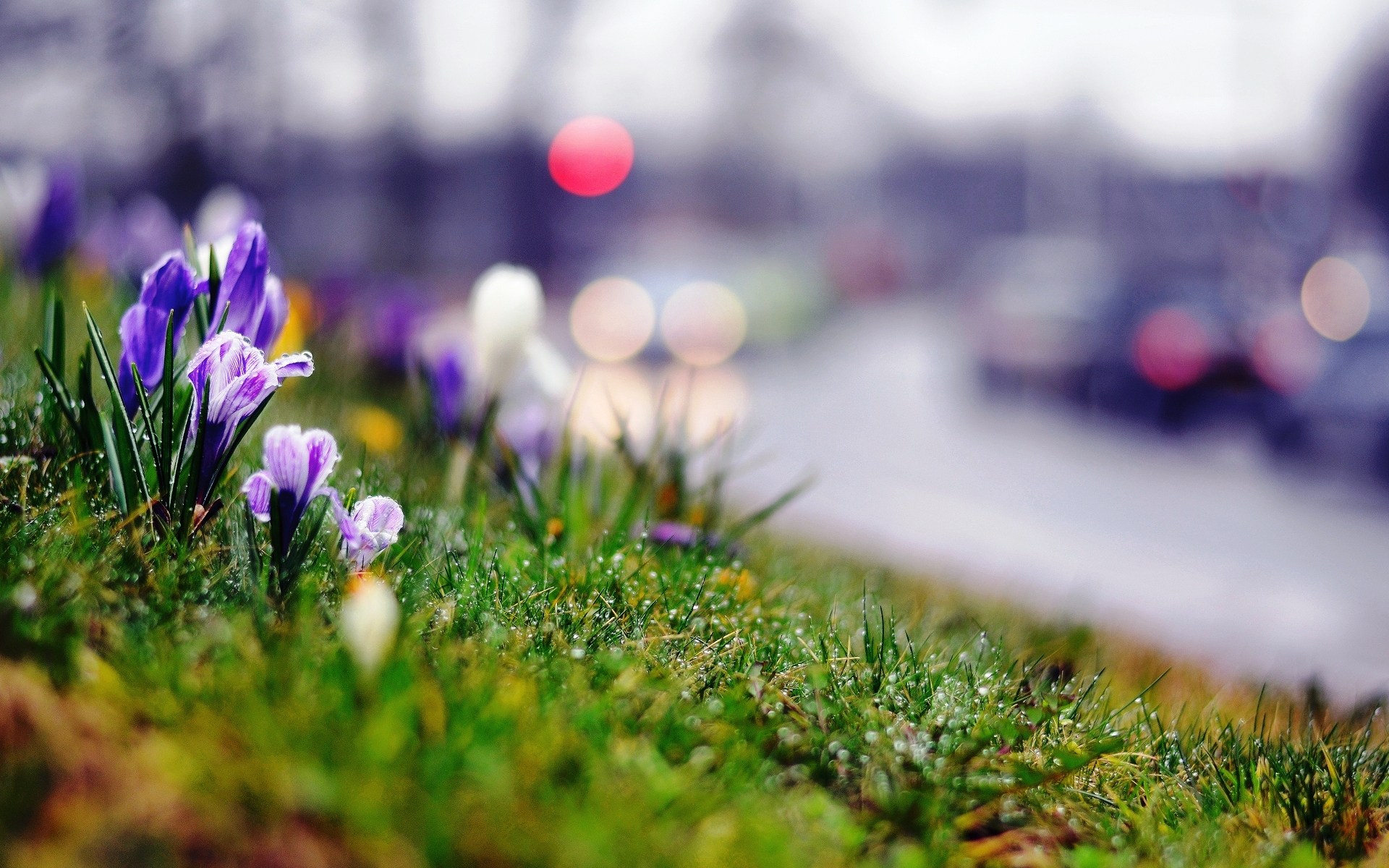 Wallpaper, sunlight, flowers, nature, grass, plants, green, morning, summer, blossom, spring, autumn, leaf, flower, season, flora, meadow, wildflower, lawn, computer wallpaper, land plant, flowering plant, macro photography 1920x1200