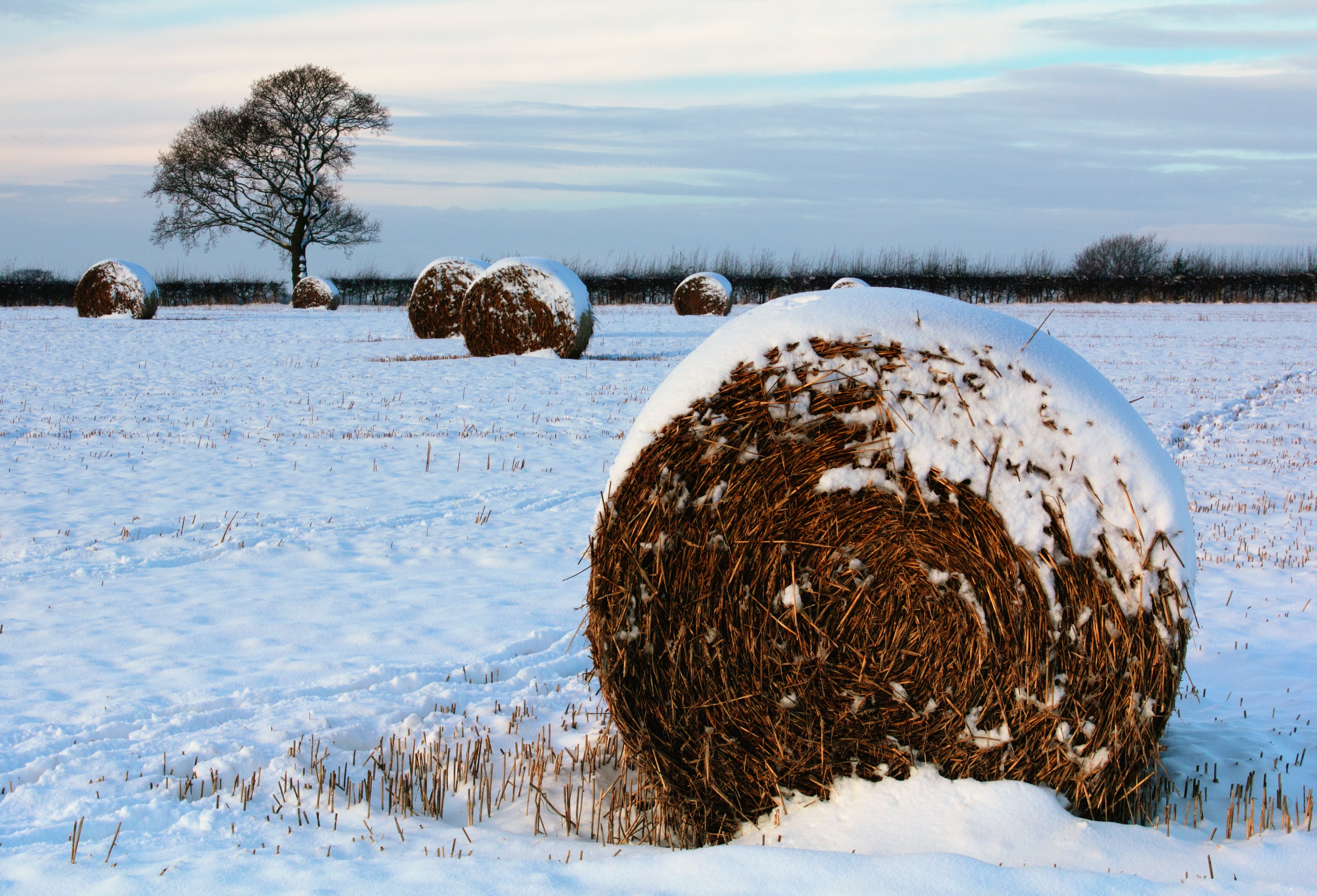 Free Image, landscape, tree, nature, grass, snow, winter, plant, field, farm, meadow, wheat, countryside, frost, ice, natural, weather, arctic, haystack, season, farmland, outside, crops, scene, stacks, haystacks, tundra, hay balls, sheaf
