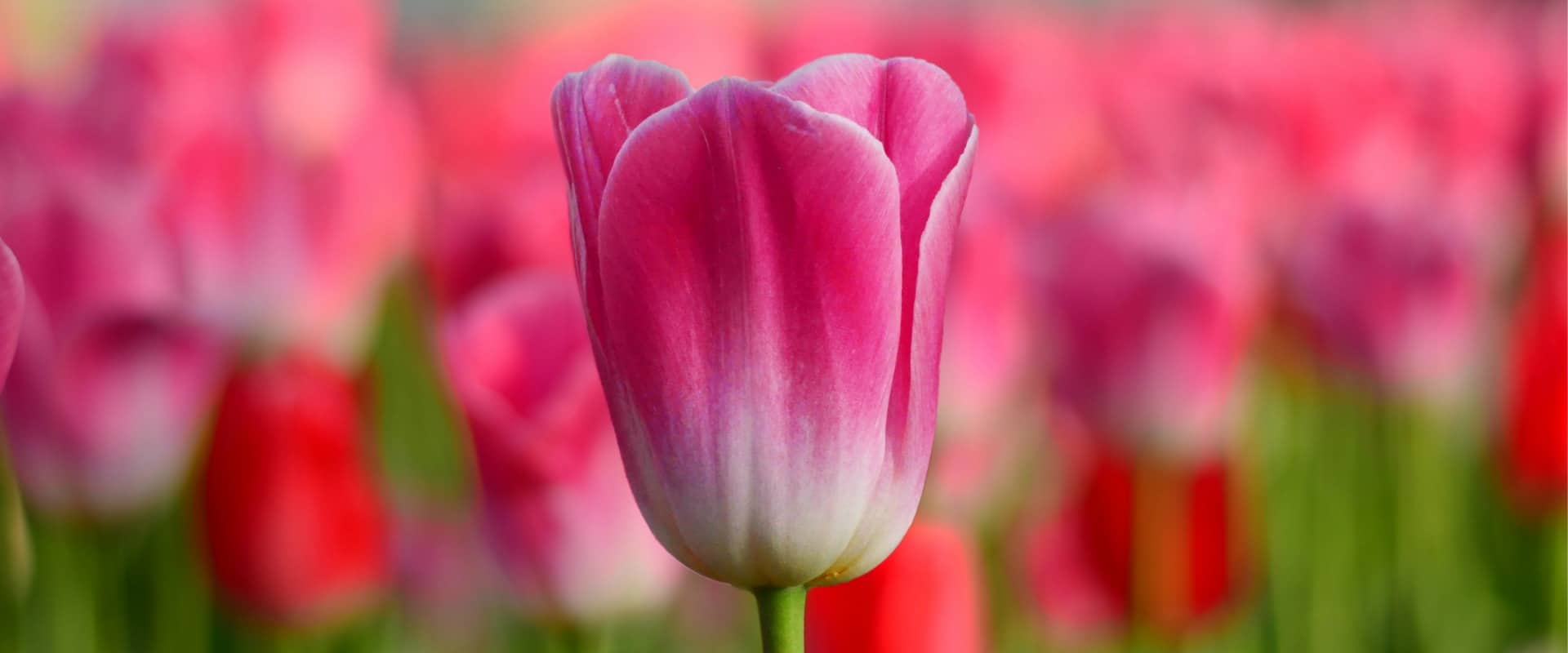 What is a tulip? Tours Holland will explain you