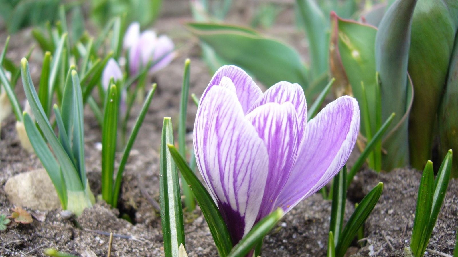 Download Wallpaper 1600x900 Crocus, Flower, Close Up, Primroses, Spring, Land Widescreen 16:9 HD Background