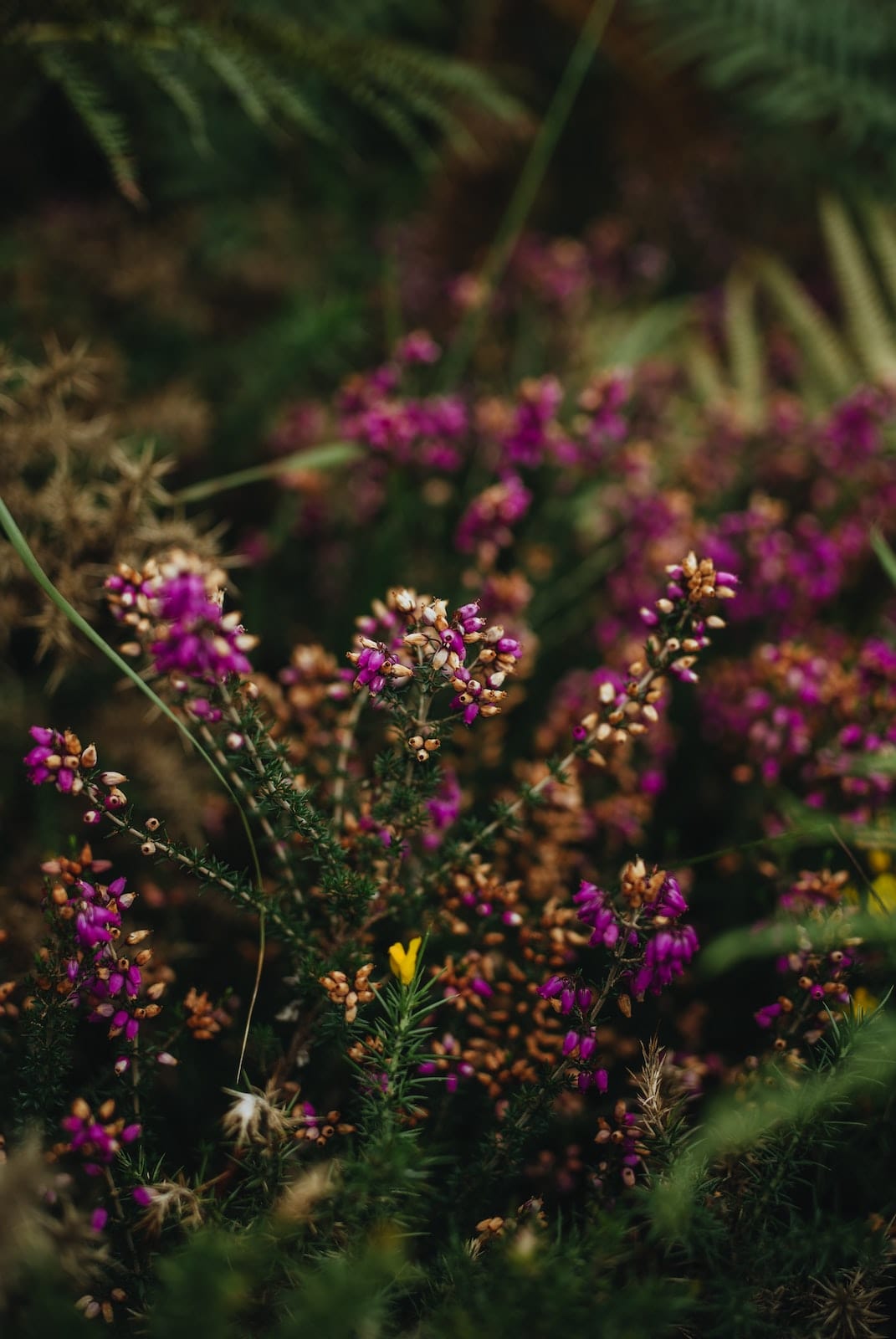 Spring Land Experiences