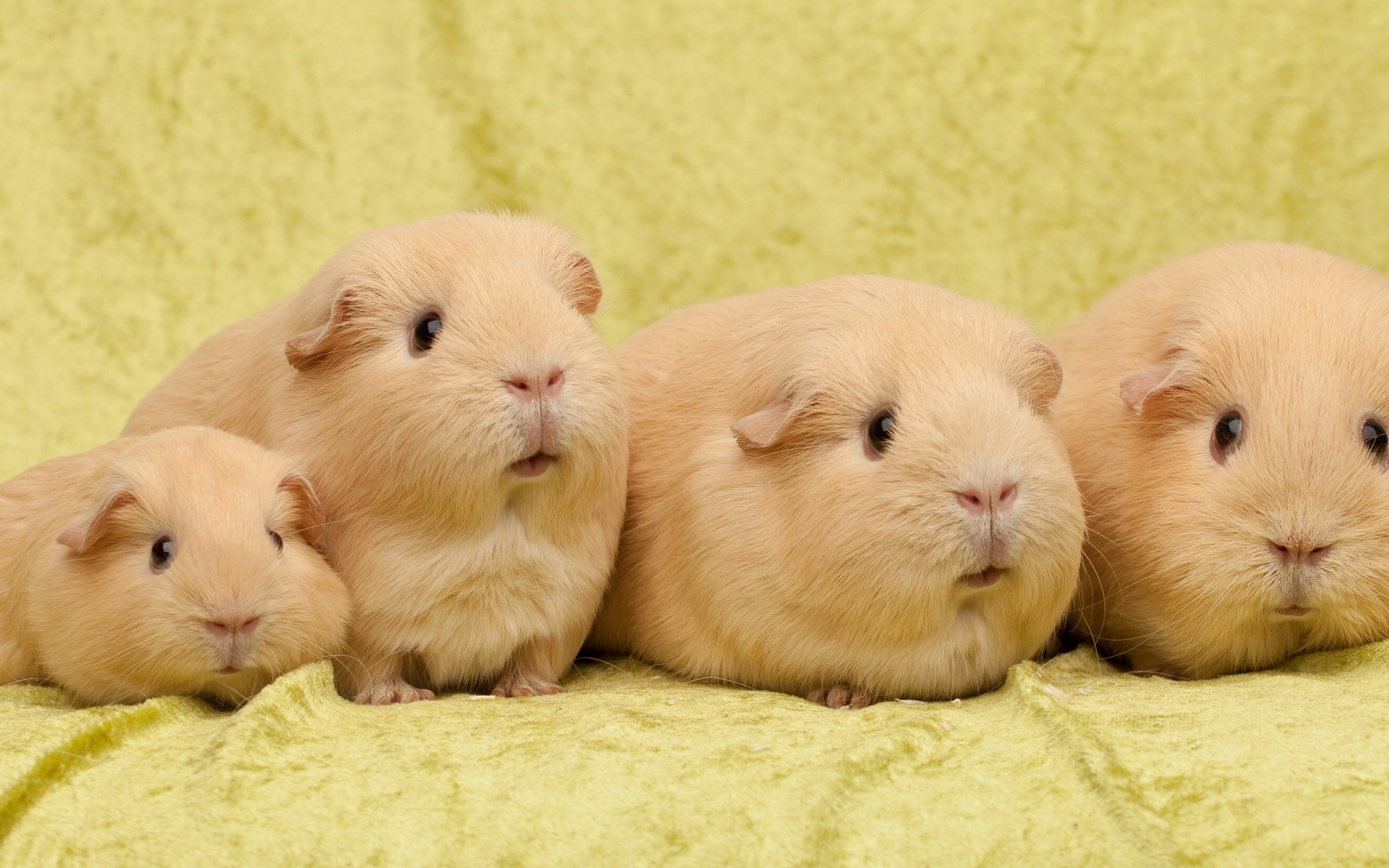 Wallpaper, guinea pigs, whiskers, hamster, prairie dog, rodent, many, mammal, sit, vertebrate, domestic rabbit, gerbil, guinea pig 2560x1600