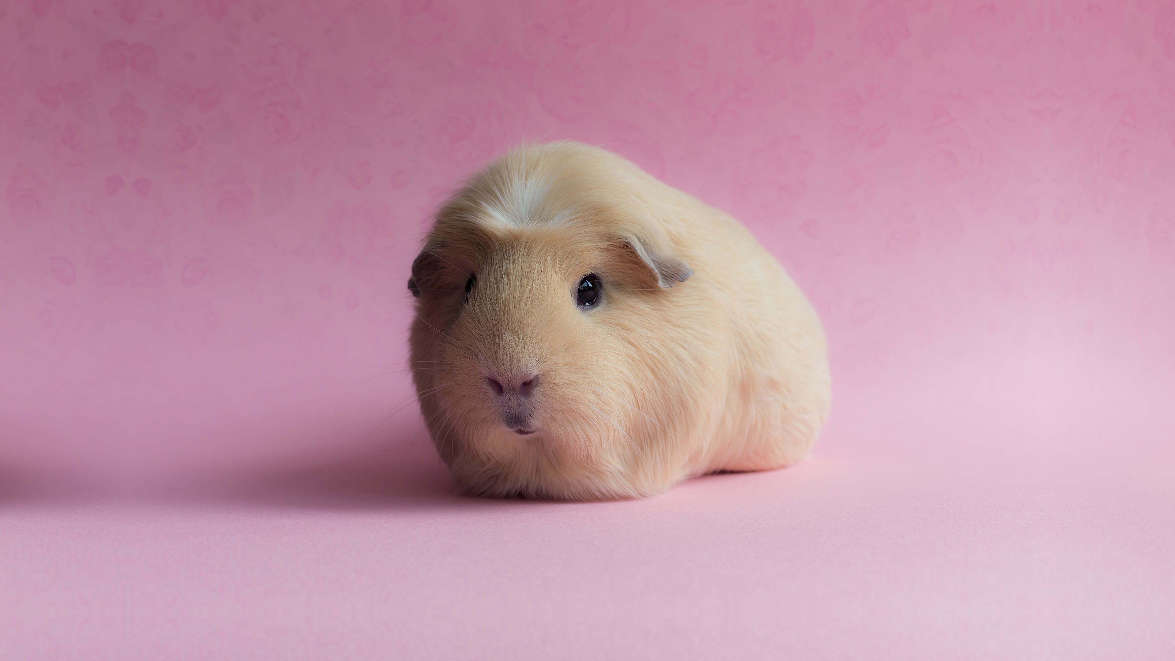 Wallpaper Guinea Pig, pink, funny animals, Animals