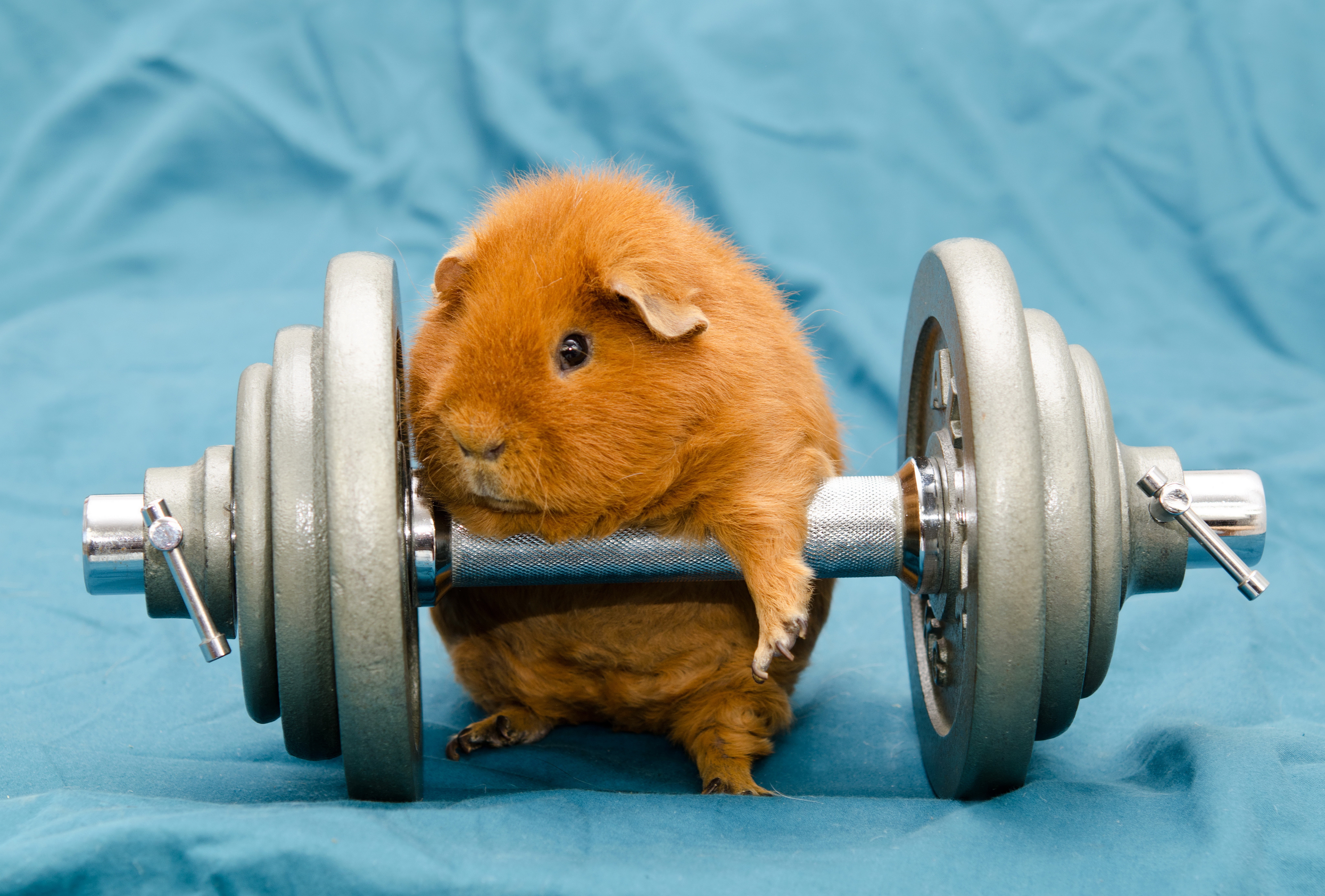 guinea pigs, rodent, mammal, vertebrate, guinea pig Gallery HD Wallpaper