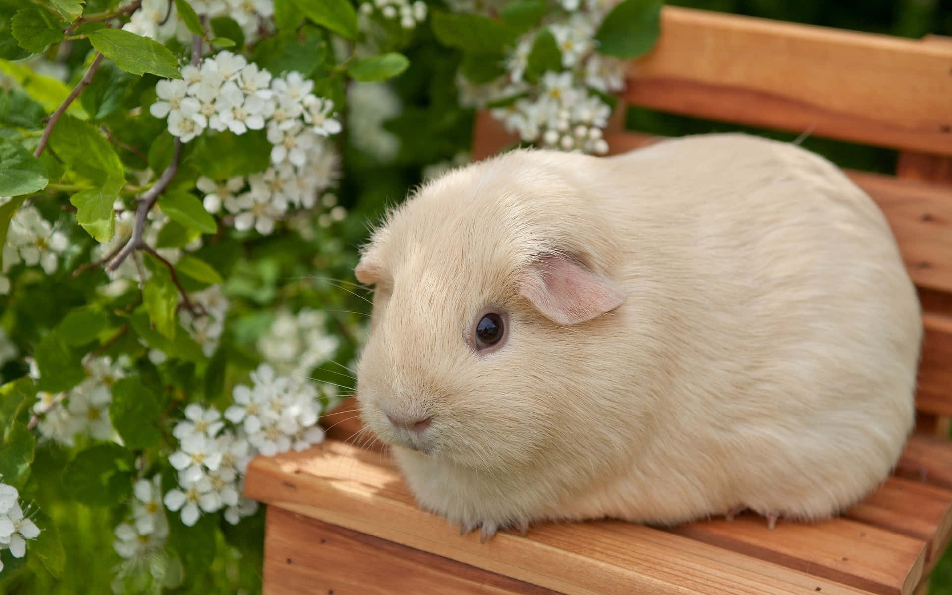 Free Guinea Pig Picture, Guinea Pig Picture for FREE