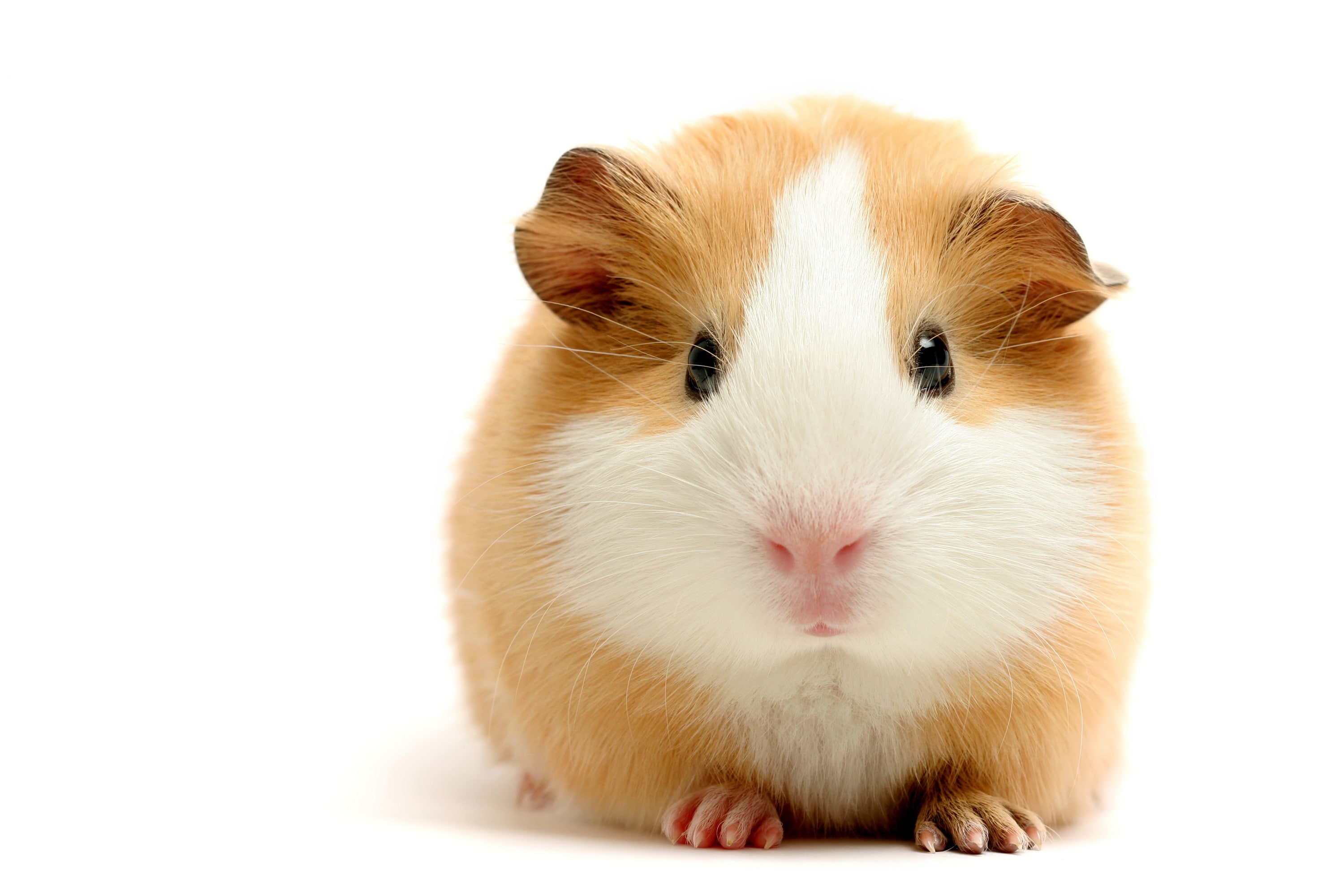 Wallpaper Guinea Pig 3000x2000px 2k Free Download